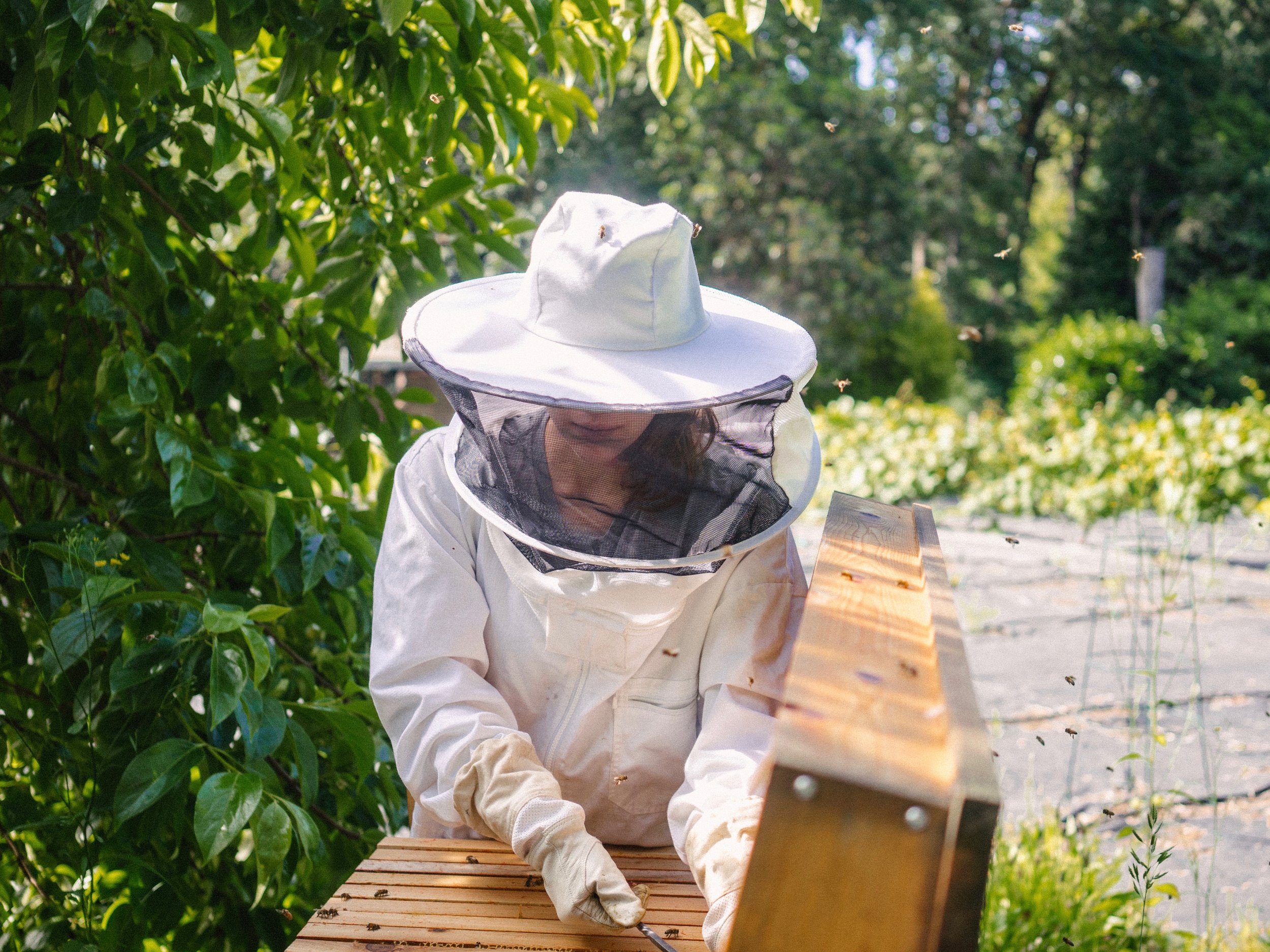 To Bee or Not to Bee: Is Beekeeping Right for You? - by Bee & Bloom