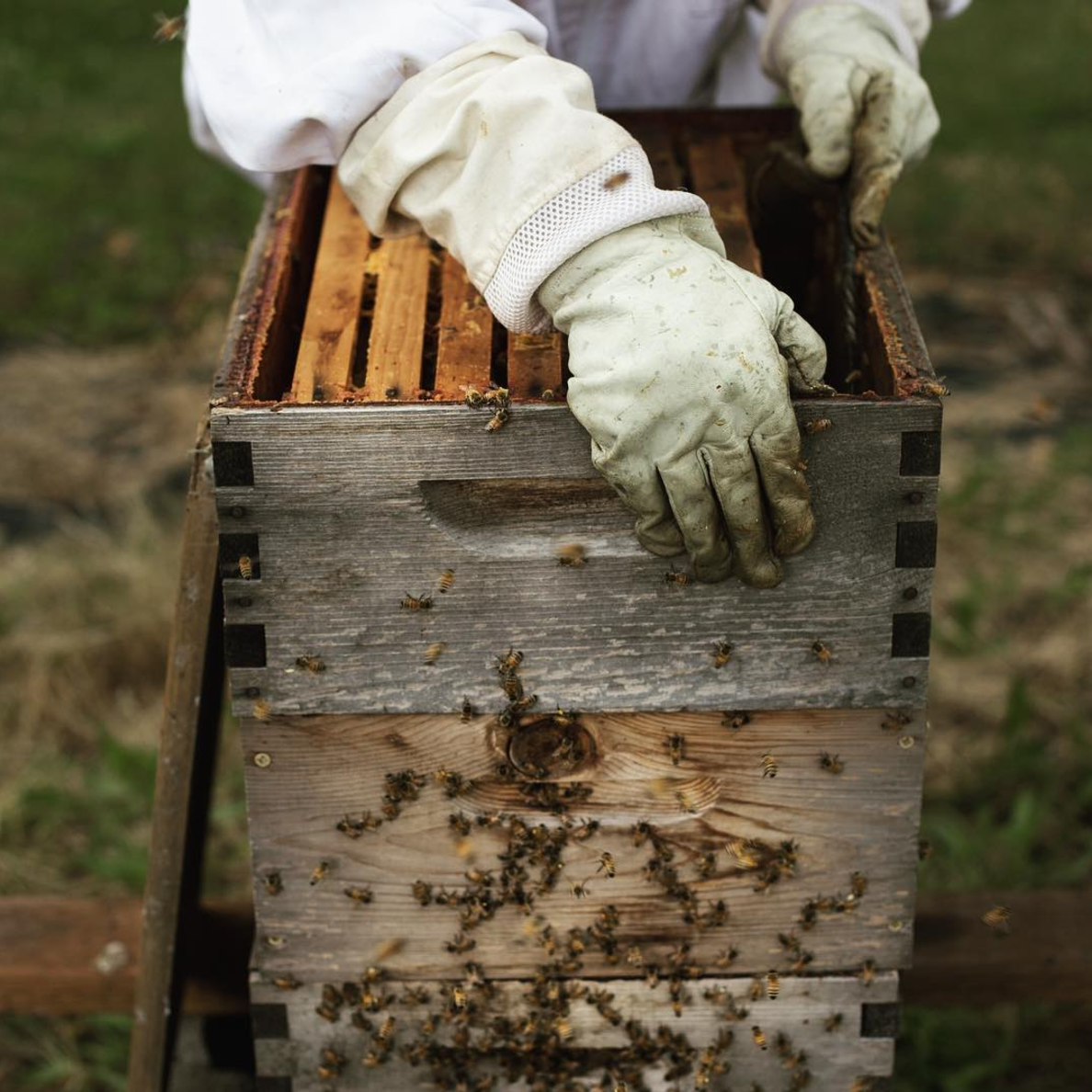Choosing Your Hive A Closer Look at Langstroth, Warre and Top Bar