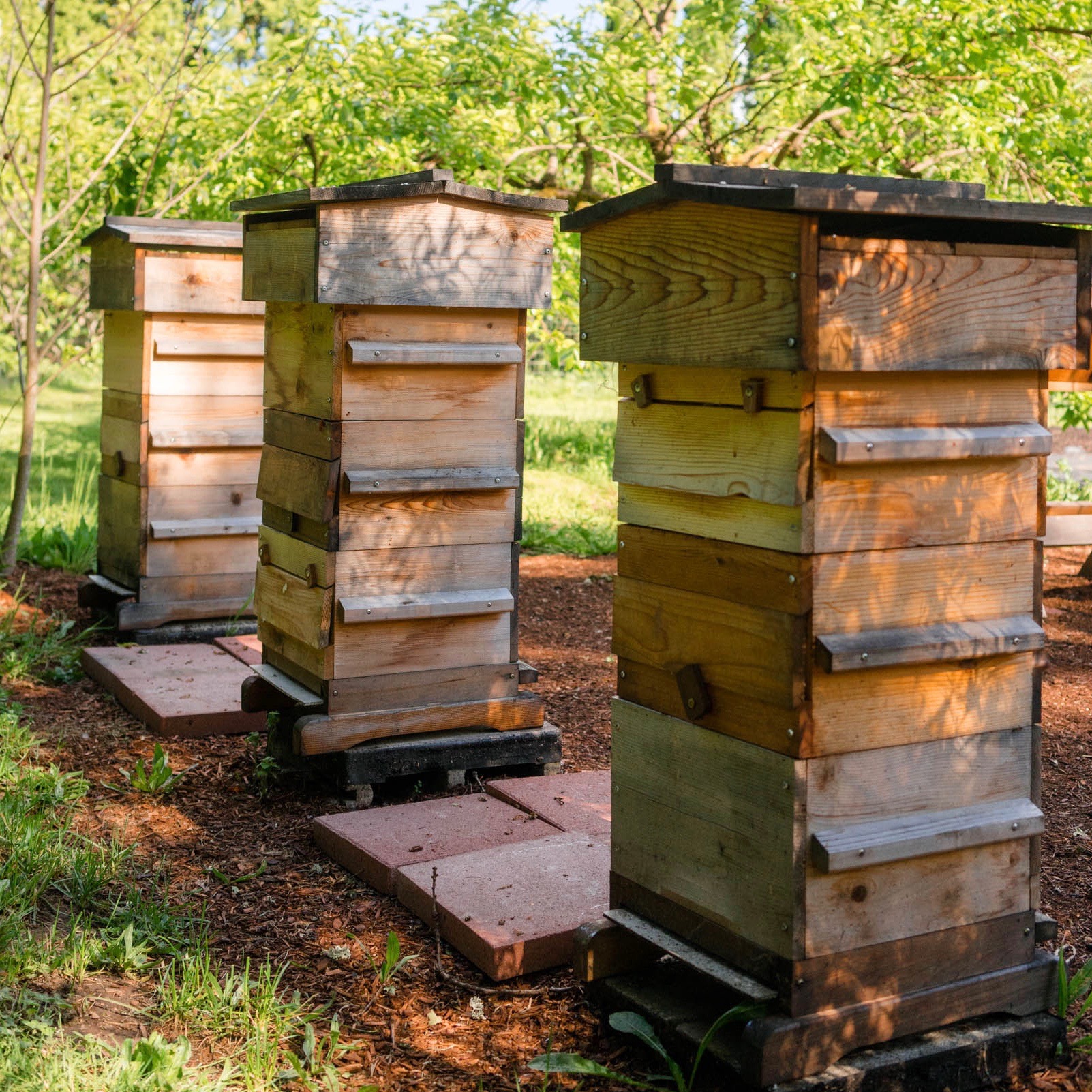 2 hive bodies and 2 Supers.. Warre Bee Hive Fully Assembled 