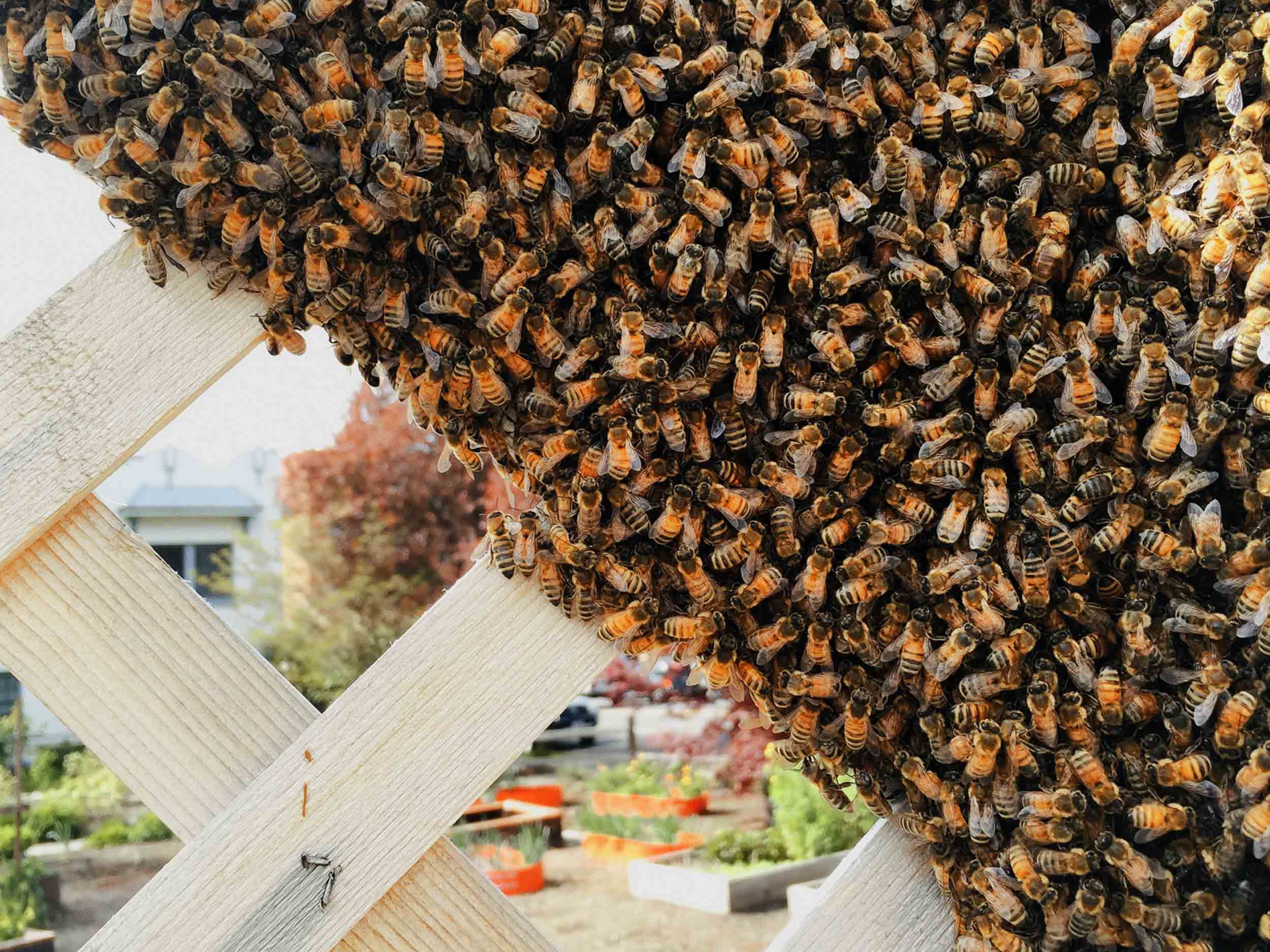 | Bee & Bloom