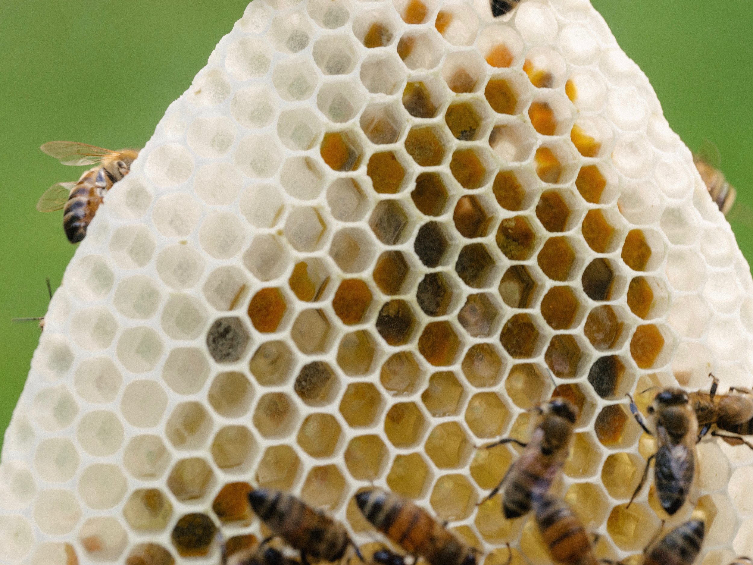 The Great Divide: Foundation vs. Foundationless Beekeeping - by Bee & Bloom