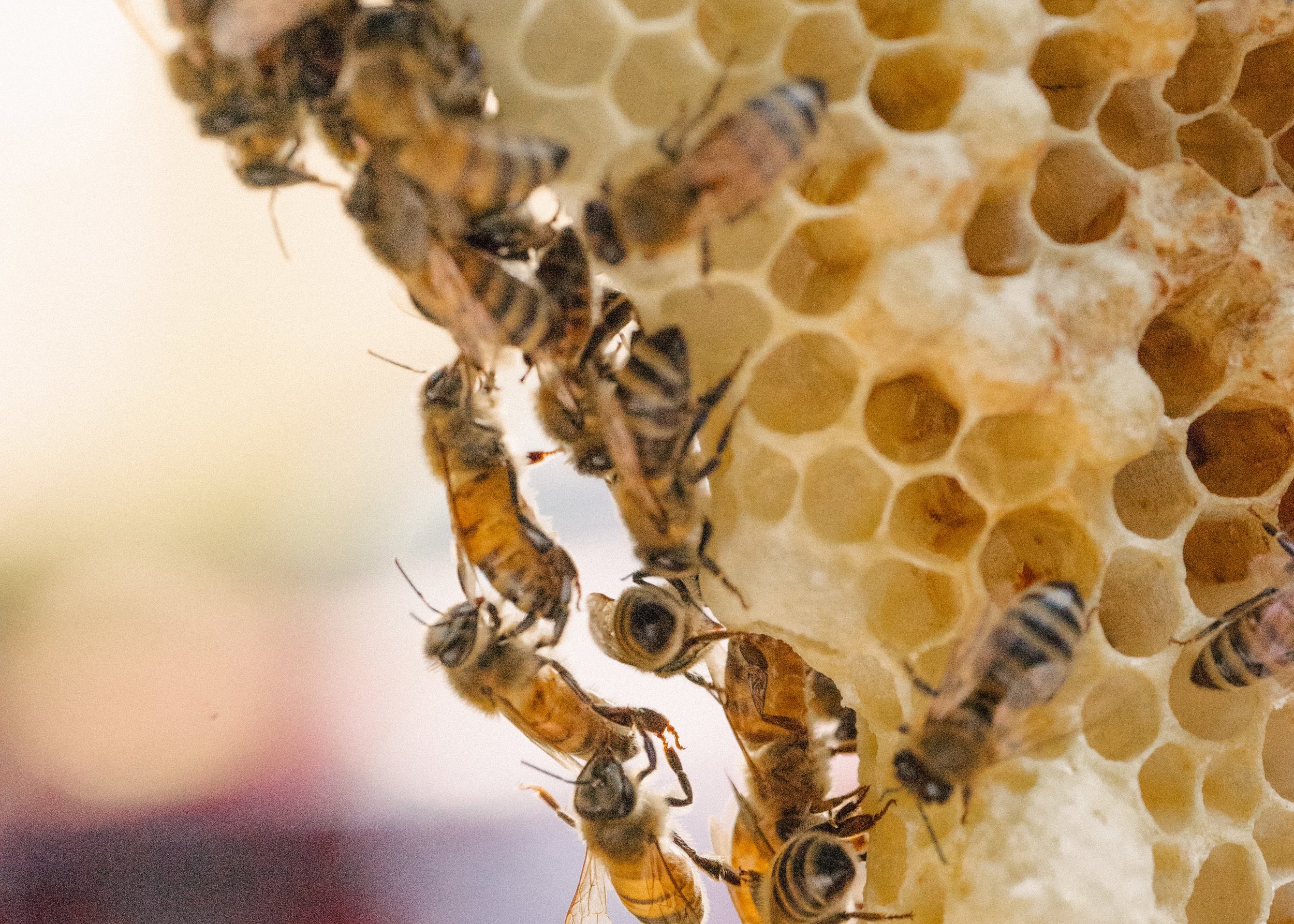 | Bee & Bloom