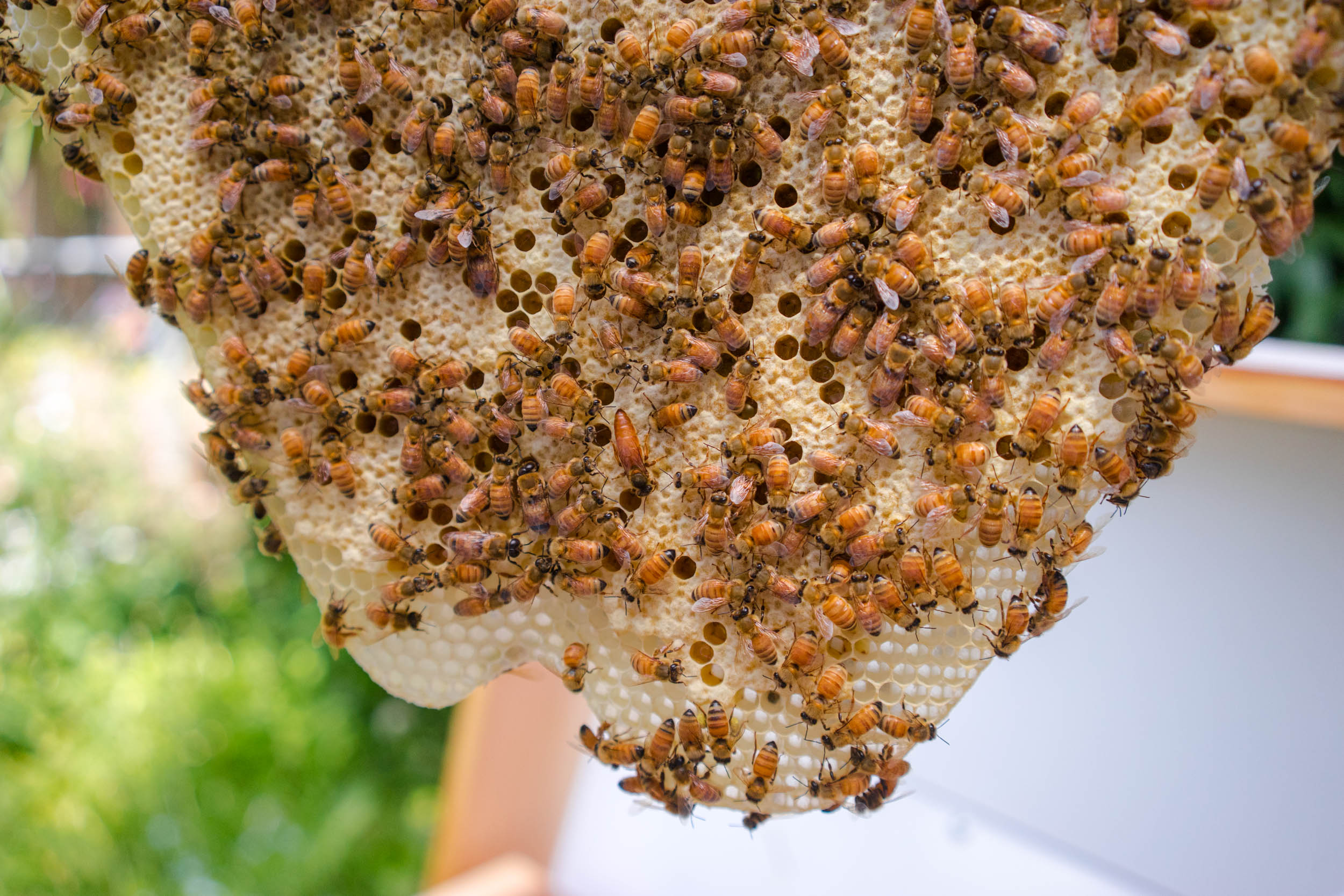 | Bee & Bloom