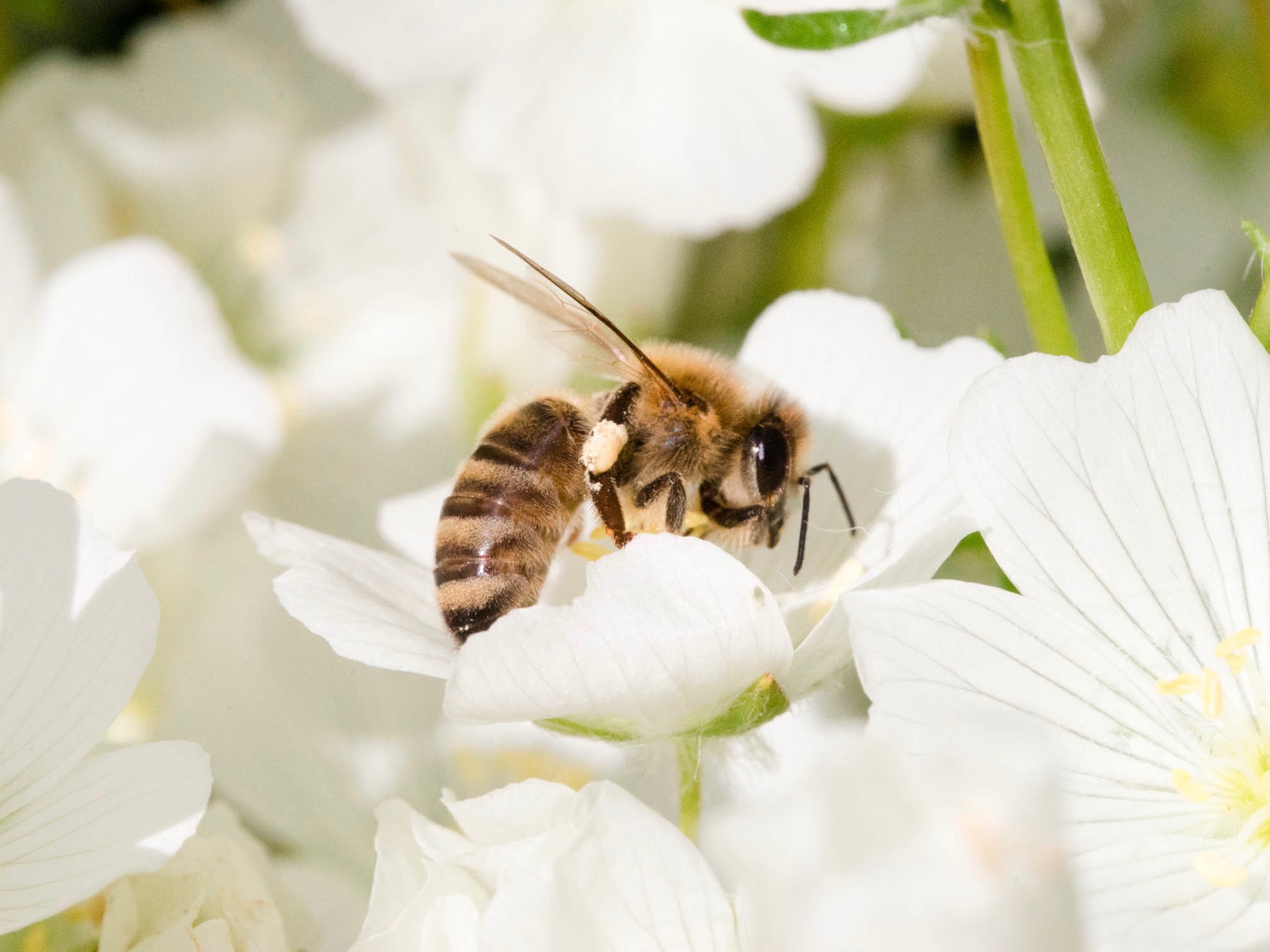 Crafting Your Beekeeping Philosophy - by Bee & Bloom