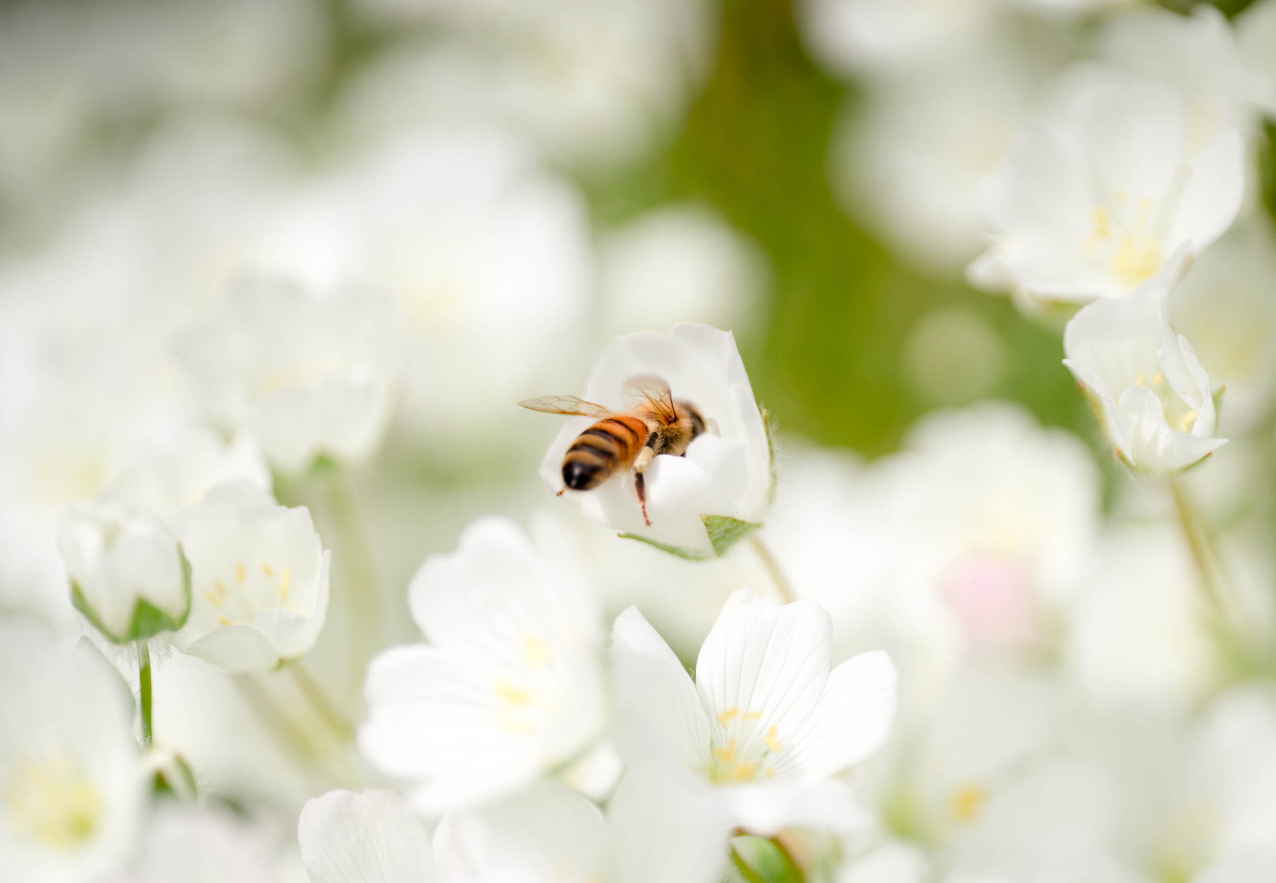 | Bee & Bloom