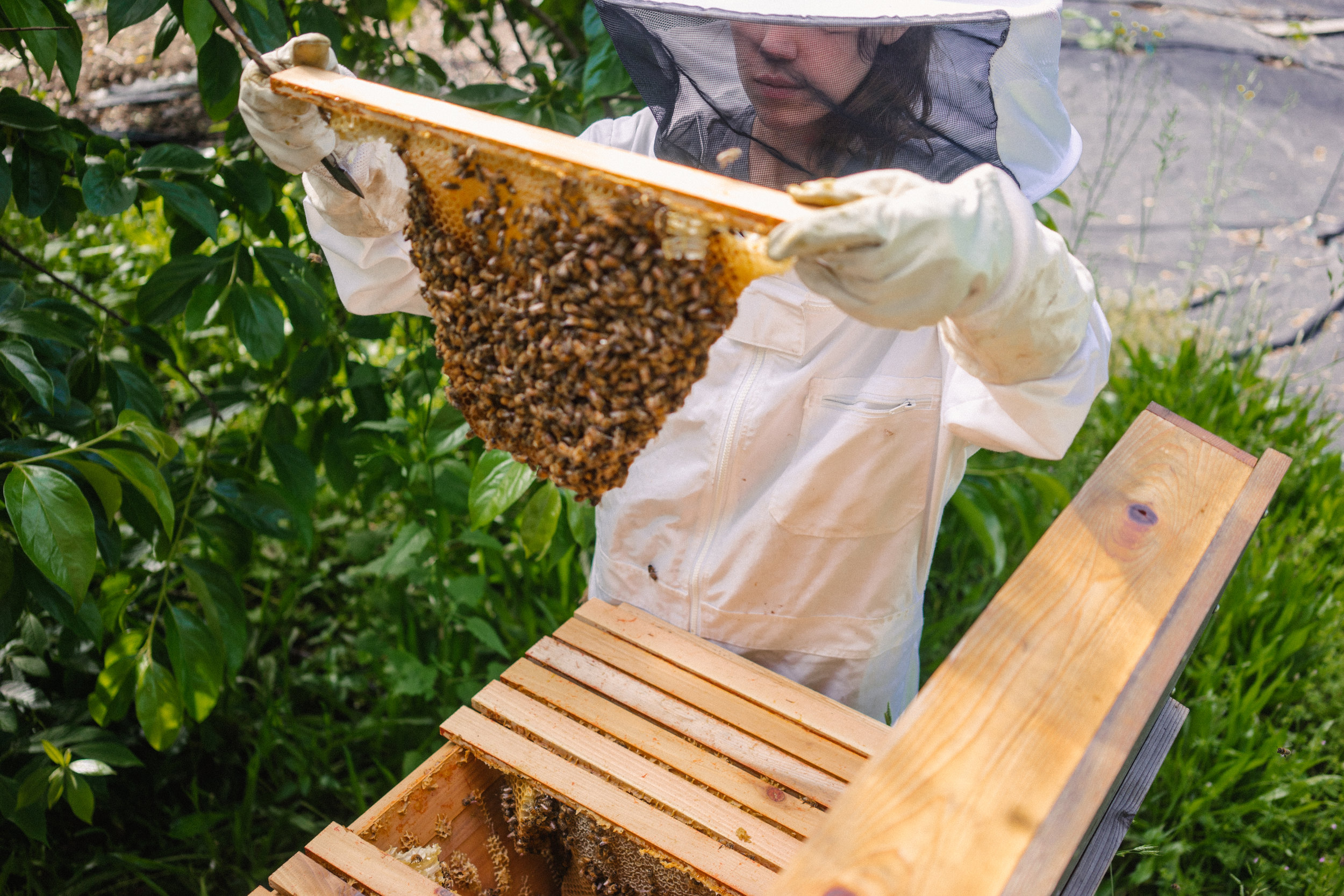 | Bee & Bloom
