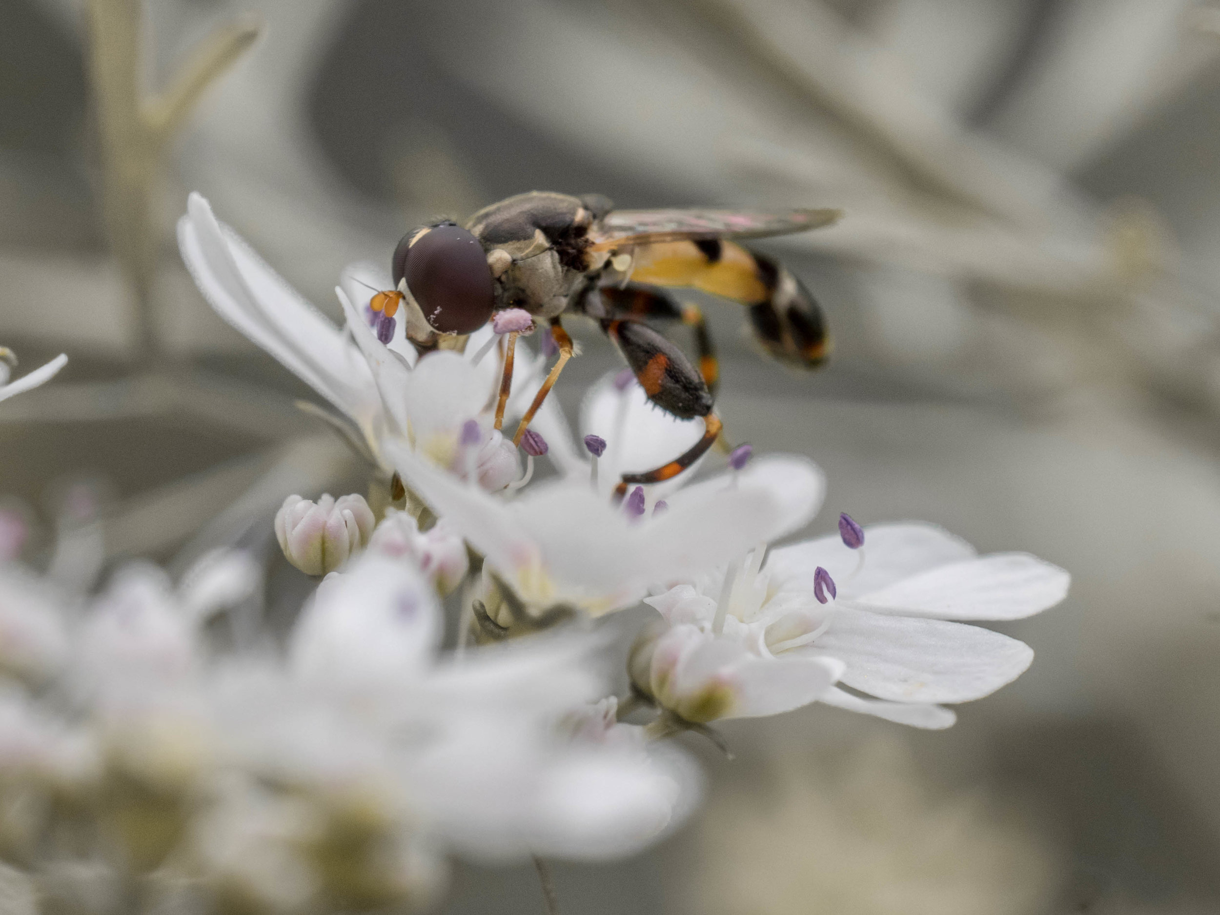 | Bee & Bloom
