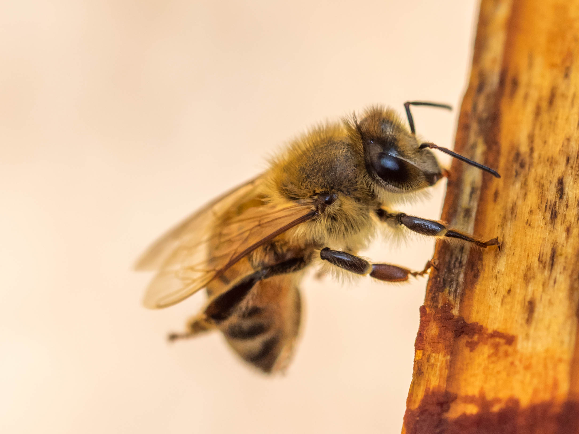 Winter is Coming: How to Winterize your Hives - by Bee & Bloom