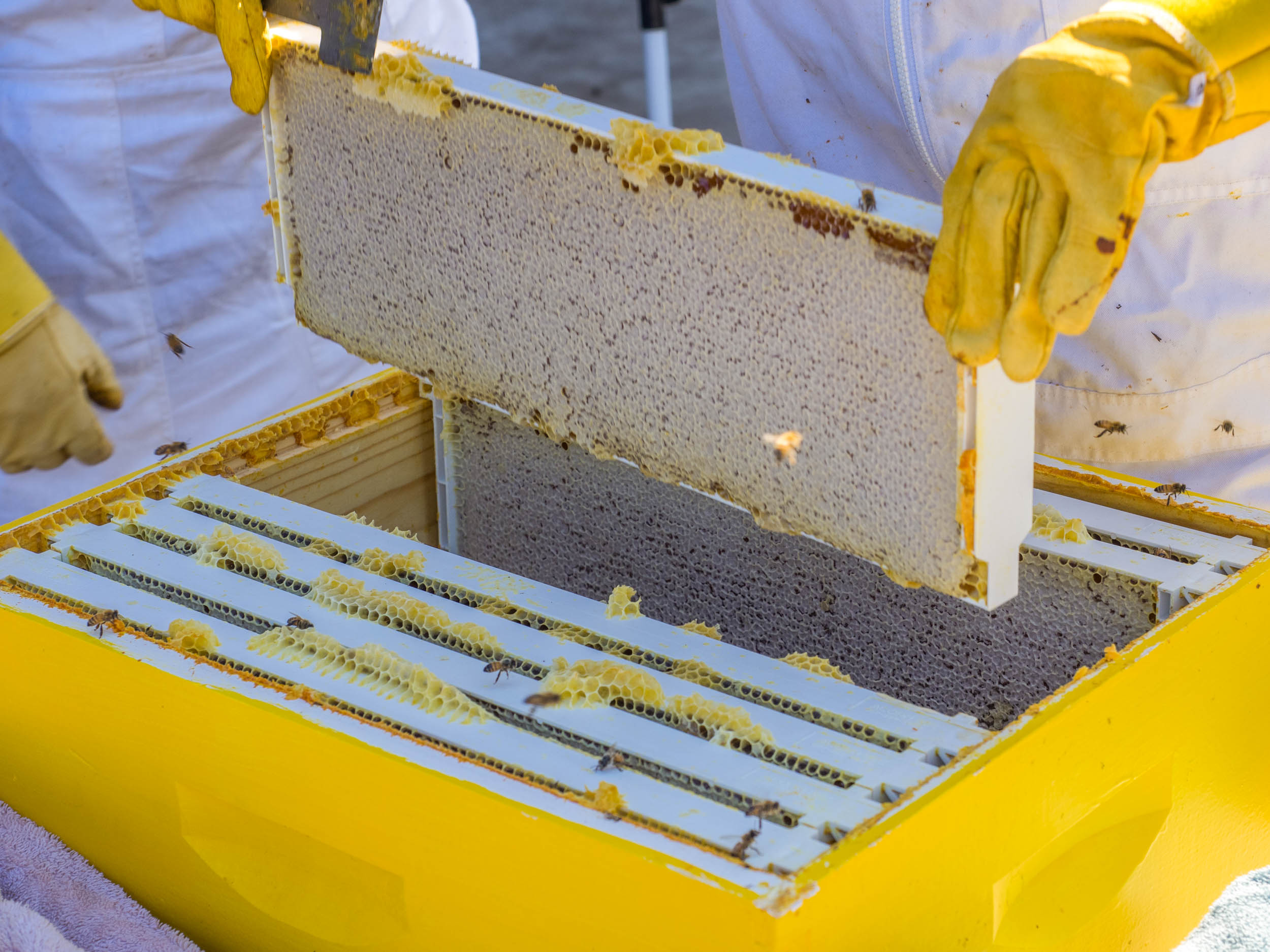 Does saving bee colonies mean breaking with tradition? - SWI