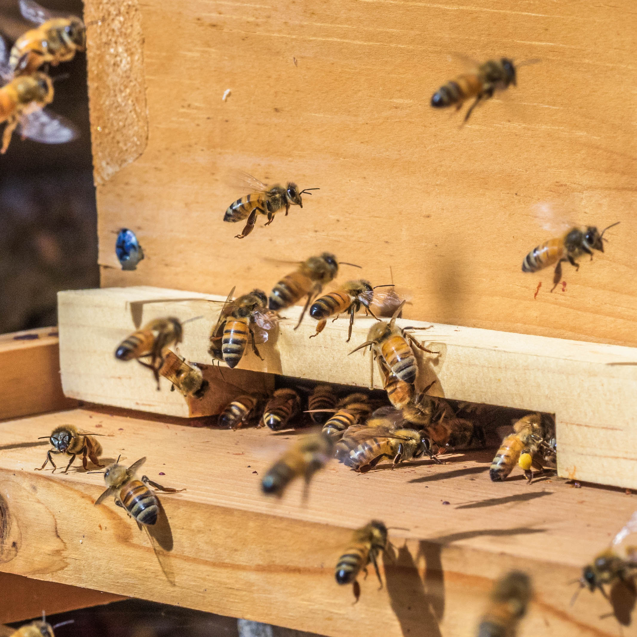 Does saving bee colonies mean breaking with tradition? - SWI