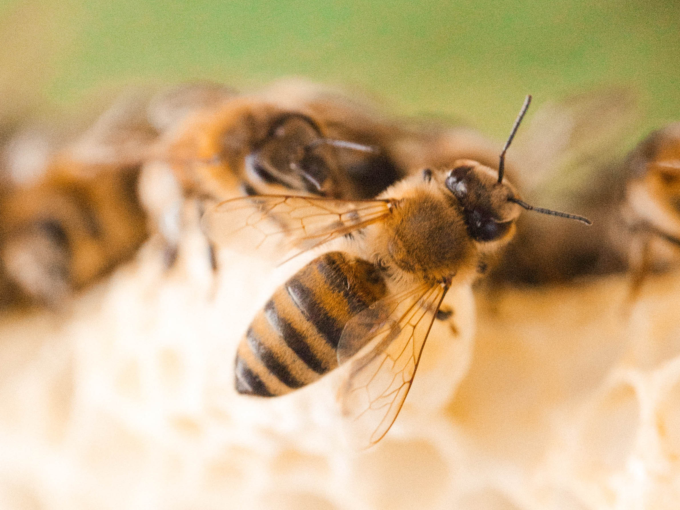FABQs: How Else Can I Help Honey Bees? - by Bee & Bloom