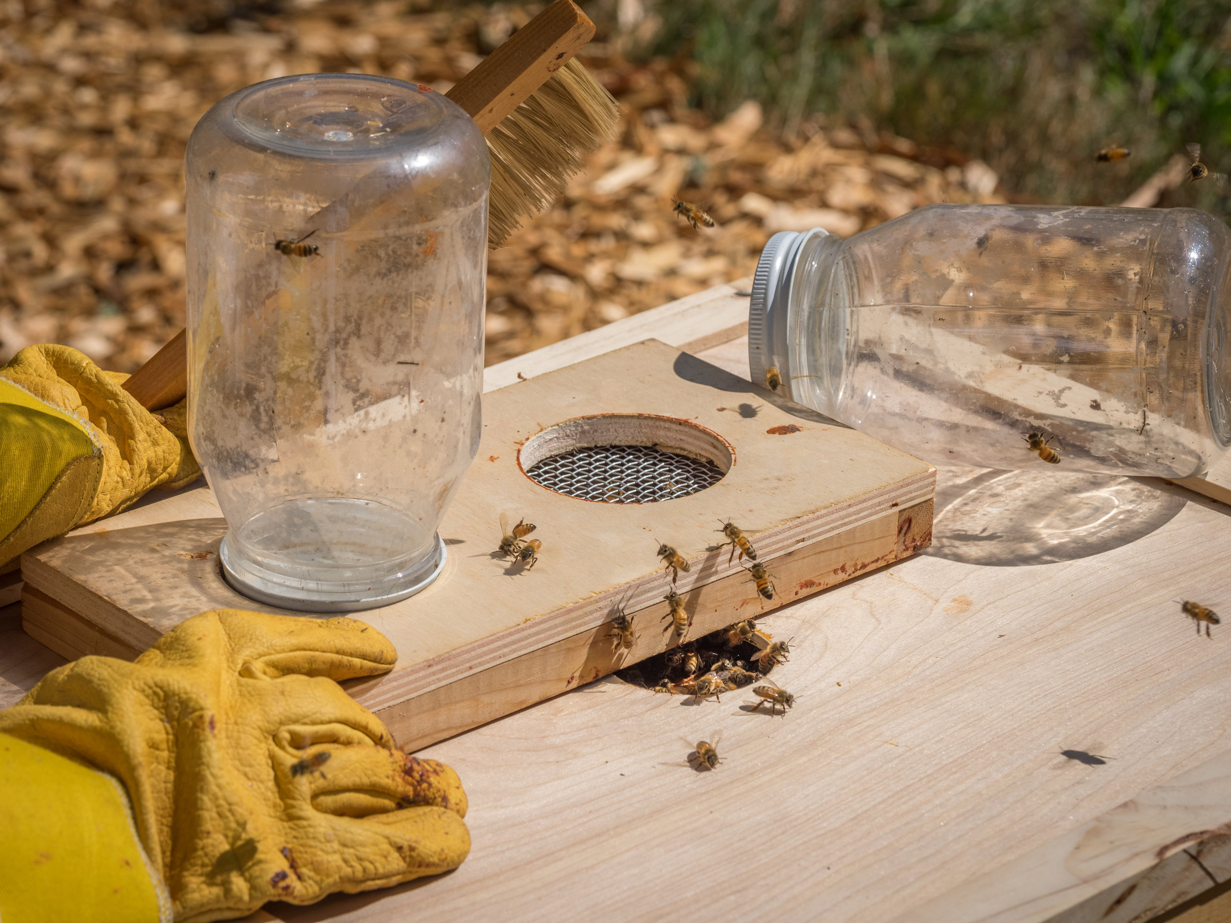 Spring Feeding for Bees: The Whys, Whens & Hows - by Bee & Bloom