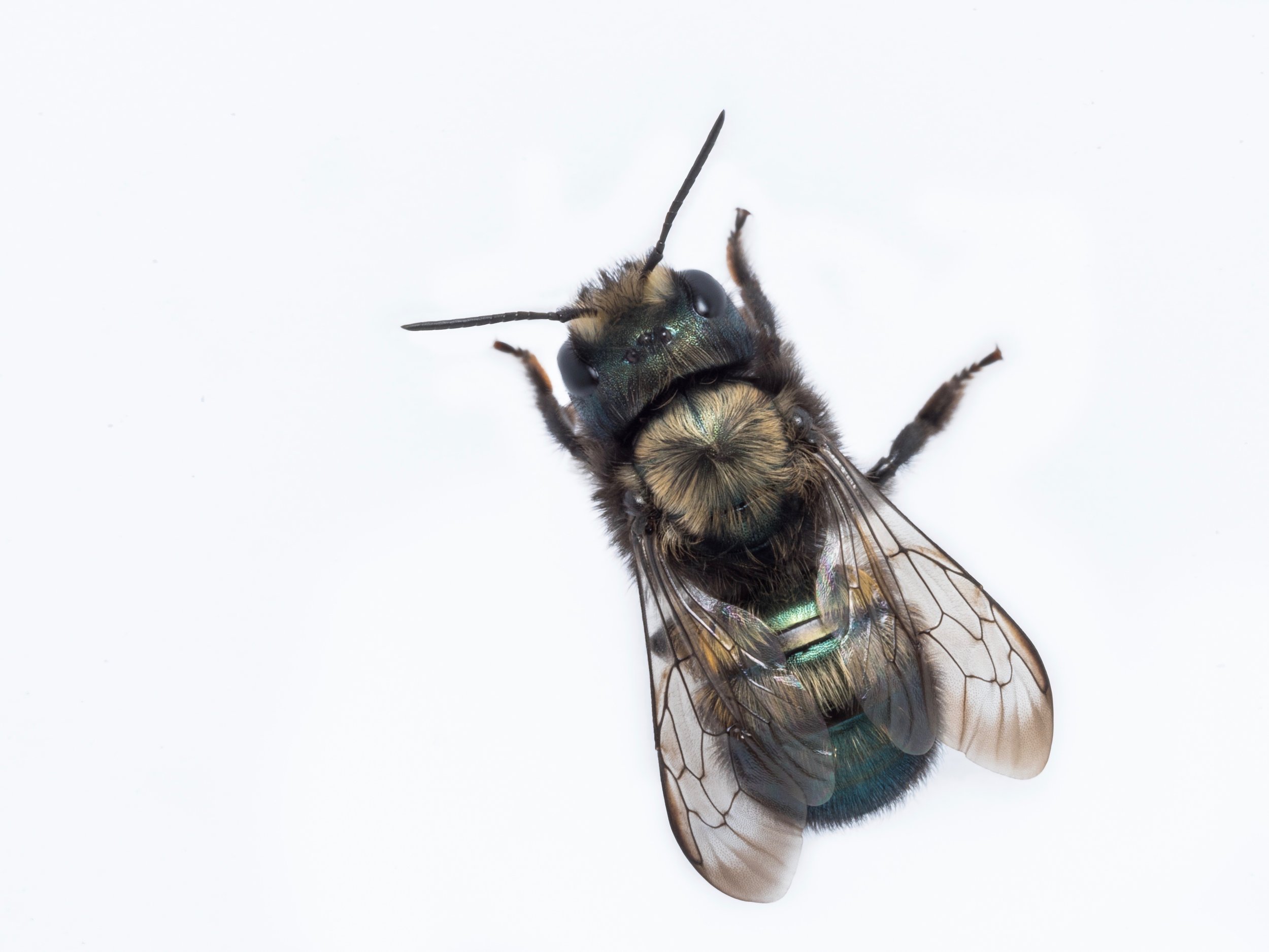 Bee Spotlight: Blue Orchard Mason Bee  - by Bee & Bloom