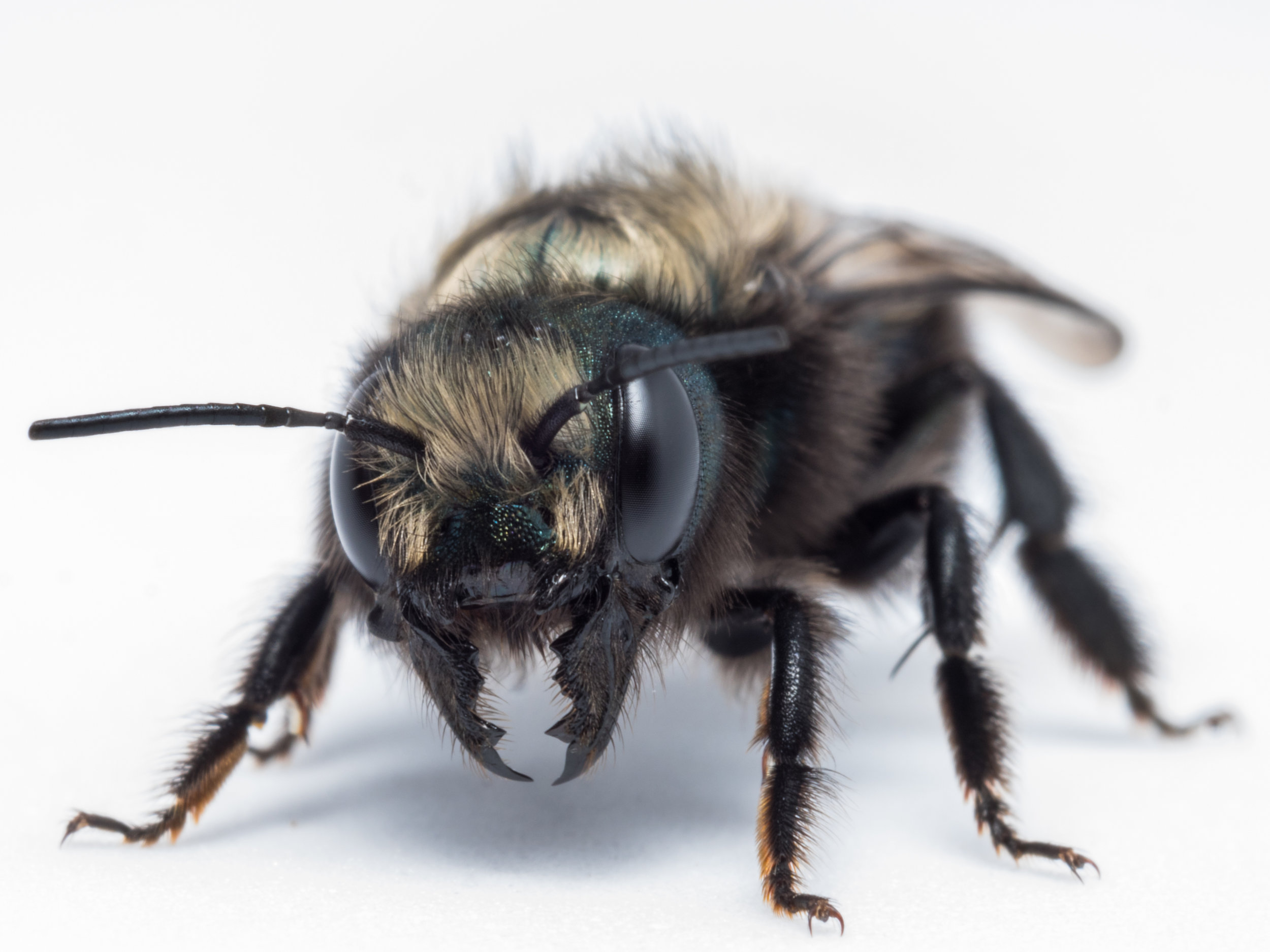 | Bee & Bloom