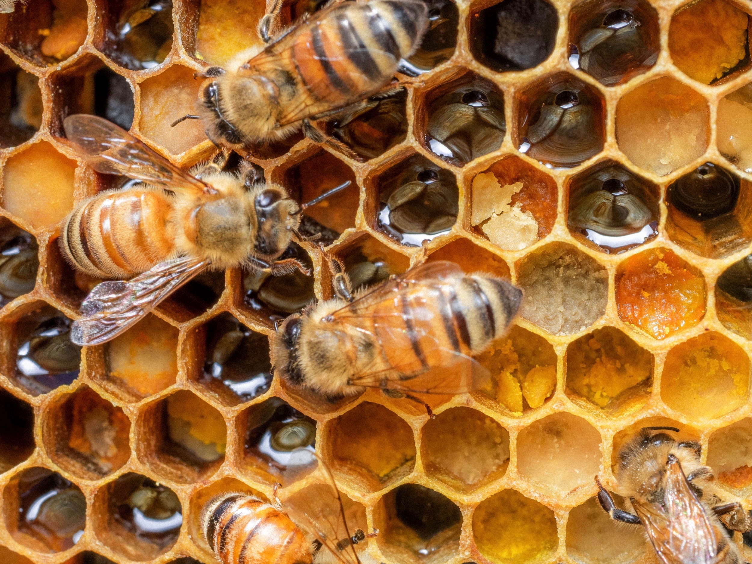 | Bee & Bloom