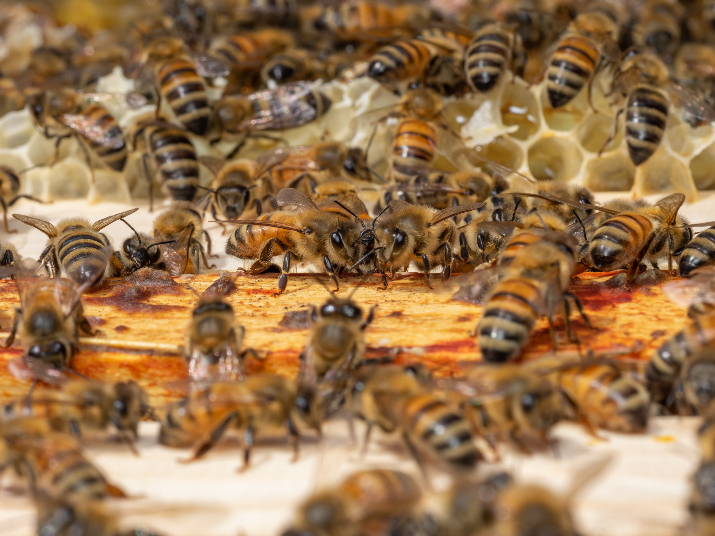 Integrated Pest Management: A Strategy for Better Beekeeping - by Bee & Bloom