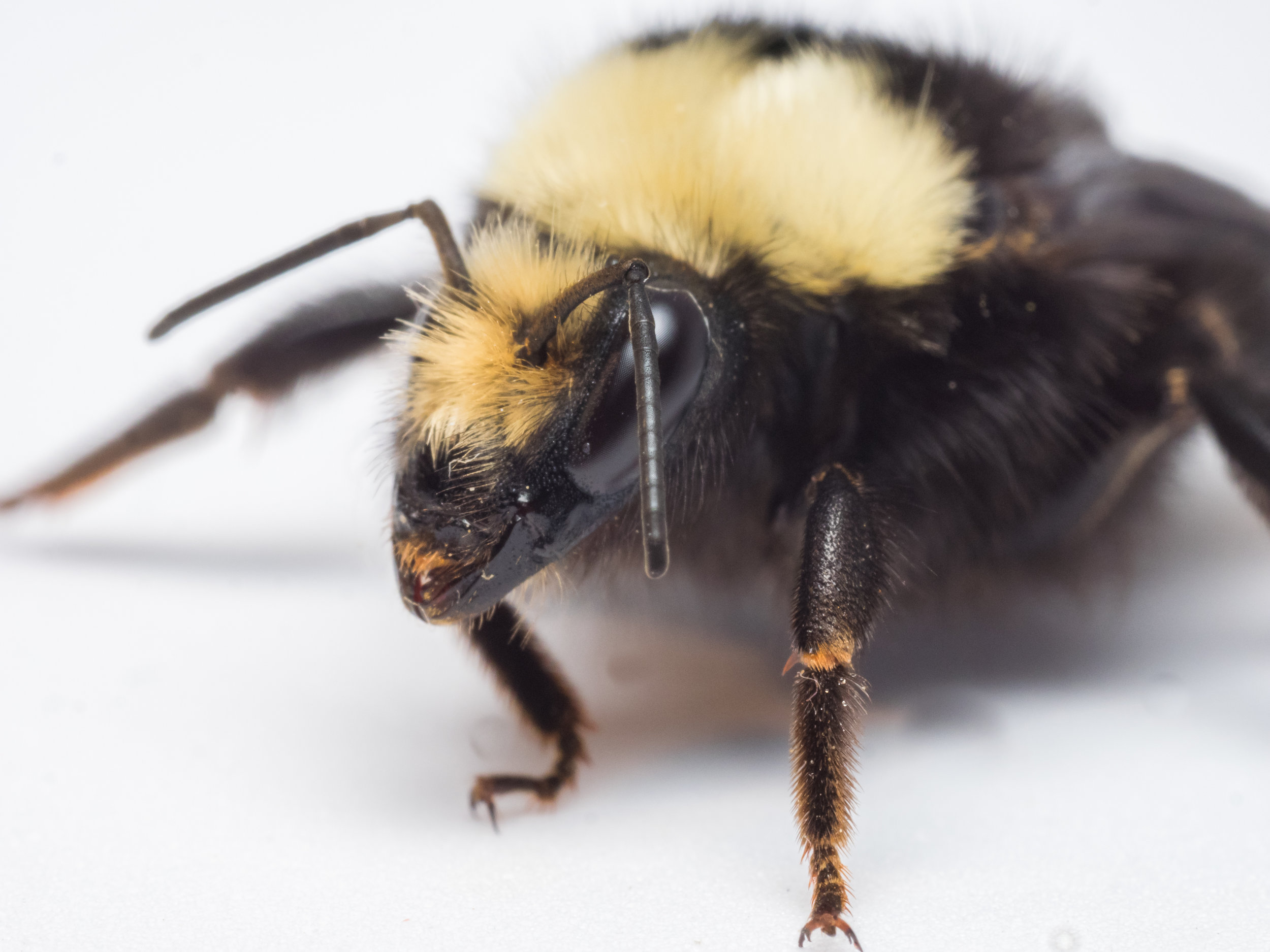 Bee Spotlight: Yellow-Faced Bumblebee — Bee & Bloom