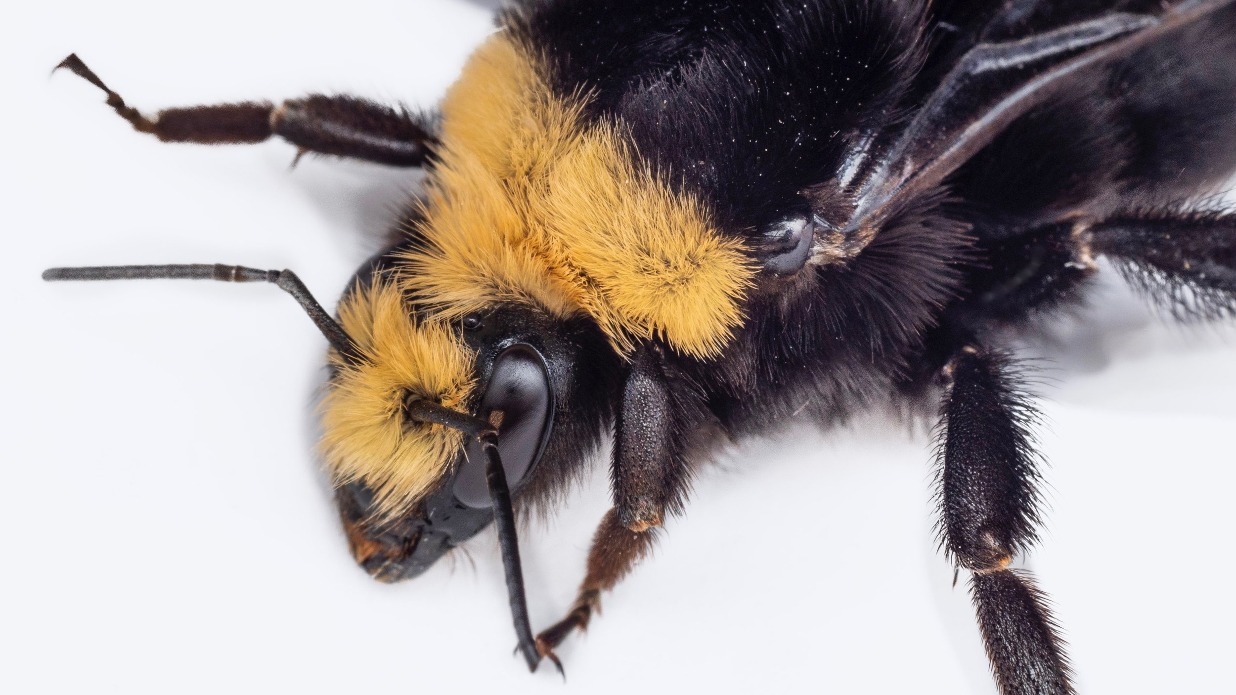 | Bee & Bloom