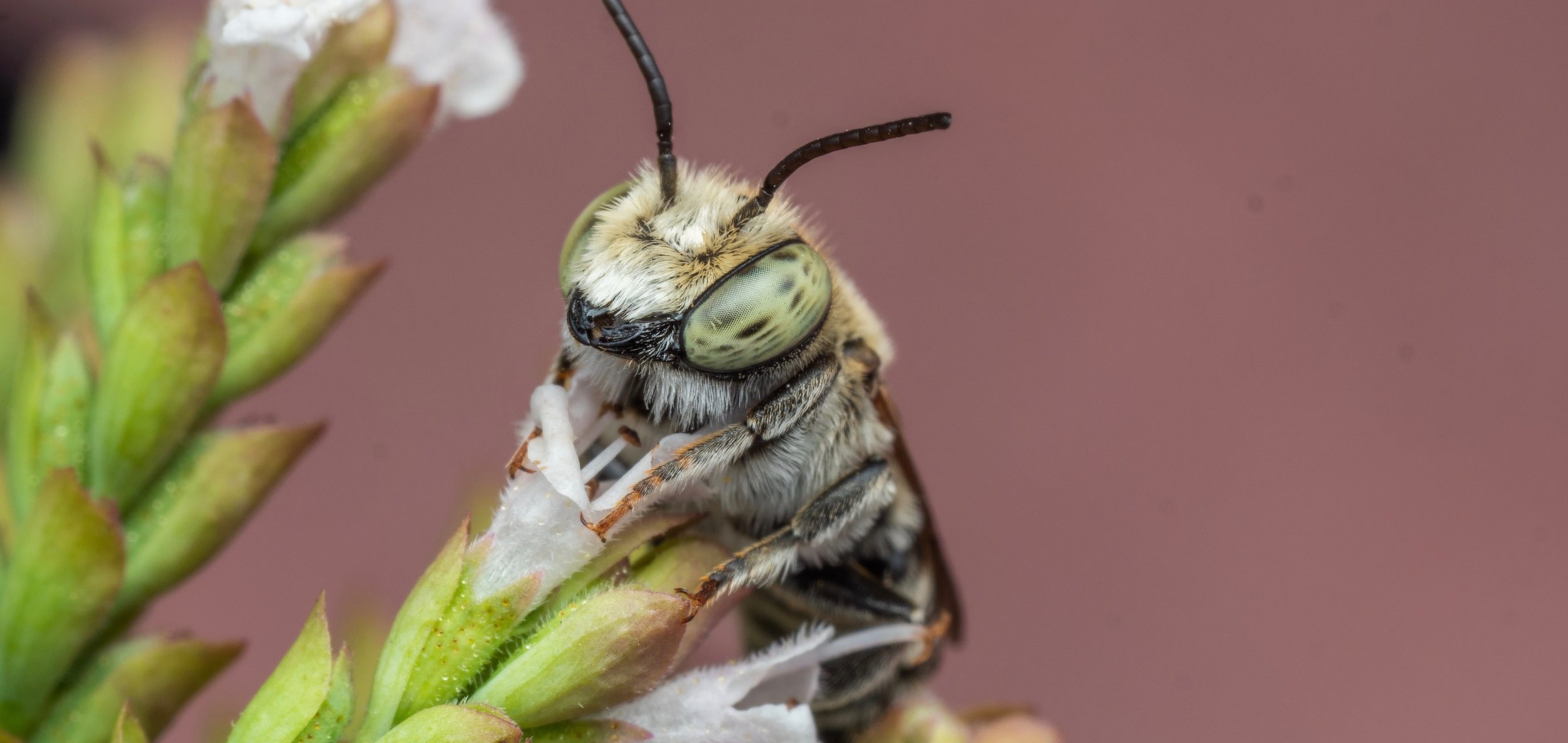 Bee Spotlight Alfalfa Leafcutter Bee — Bee & Bloom