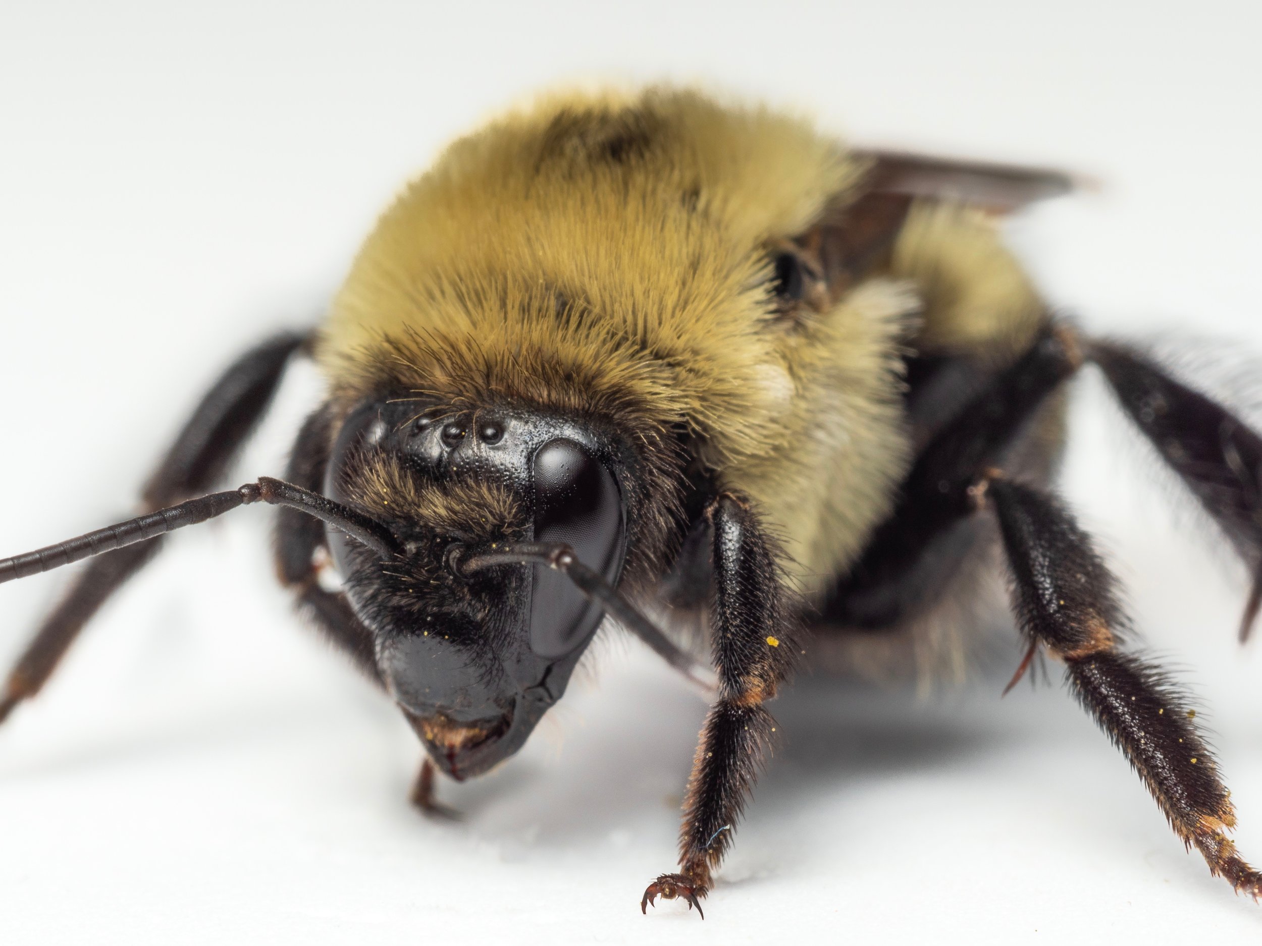 Bee Spotlight: Brown-belted Bumblebee - by Bee & Bloom