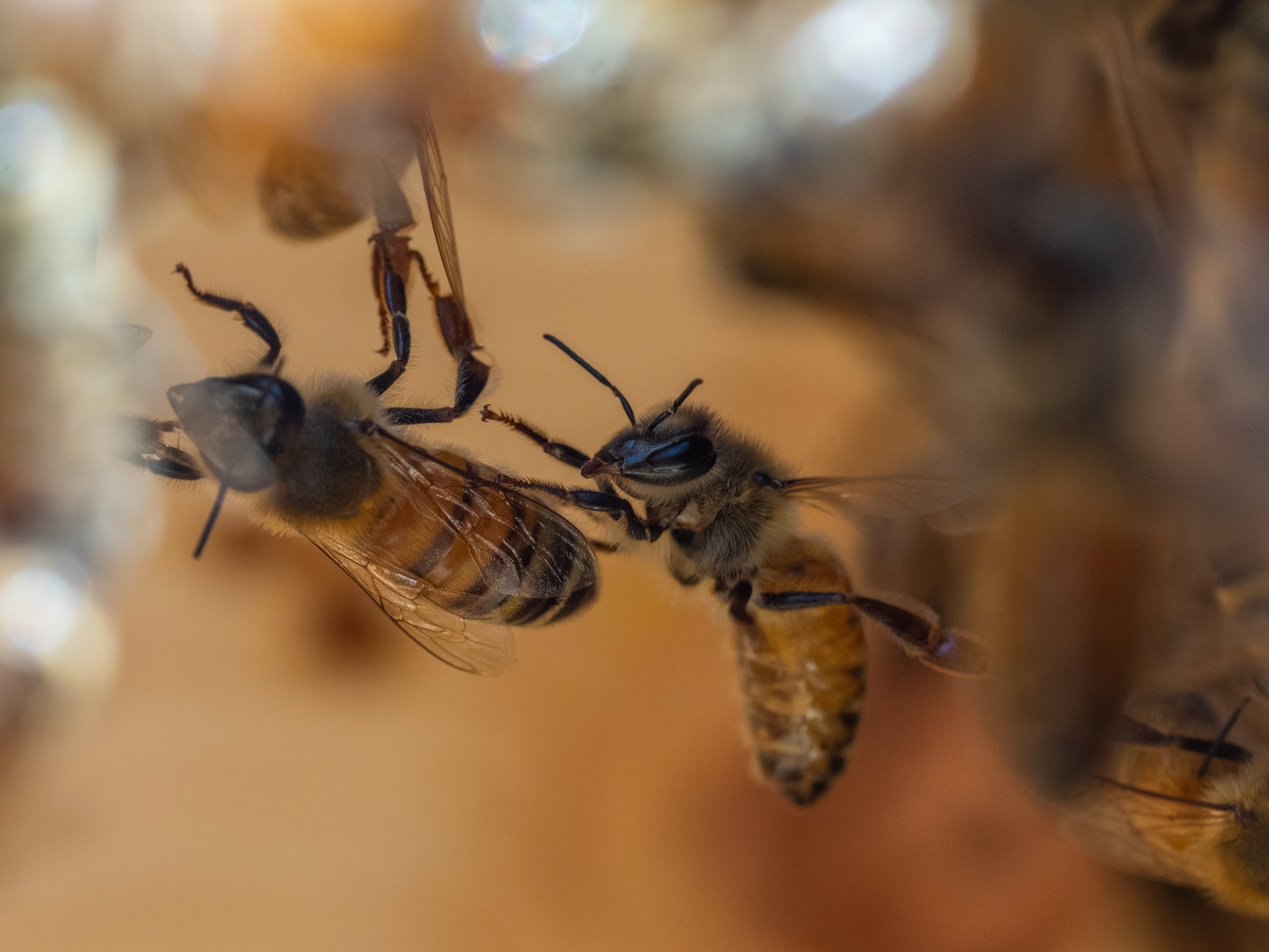 | Bee & Bloom