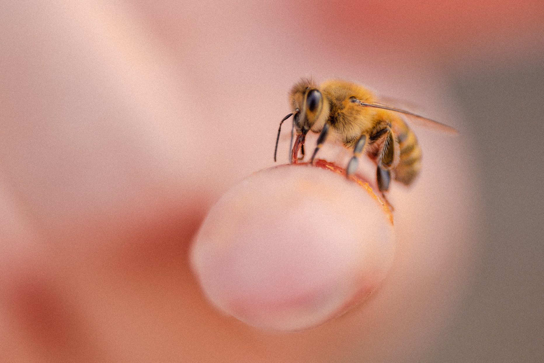 Bee & Bloom —  Bringing people and pollinators together in Portland, Oregon. 🐝❤️