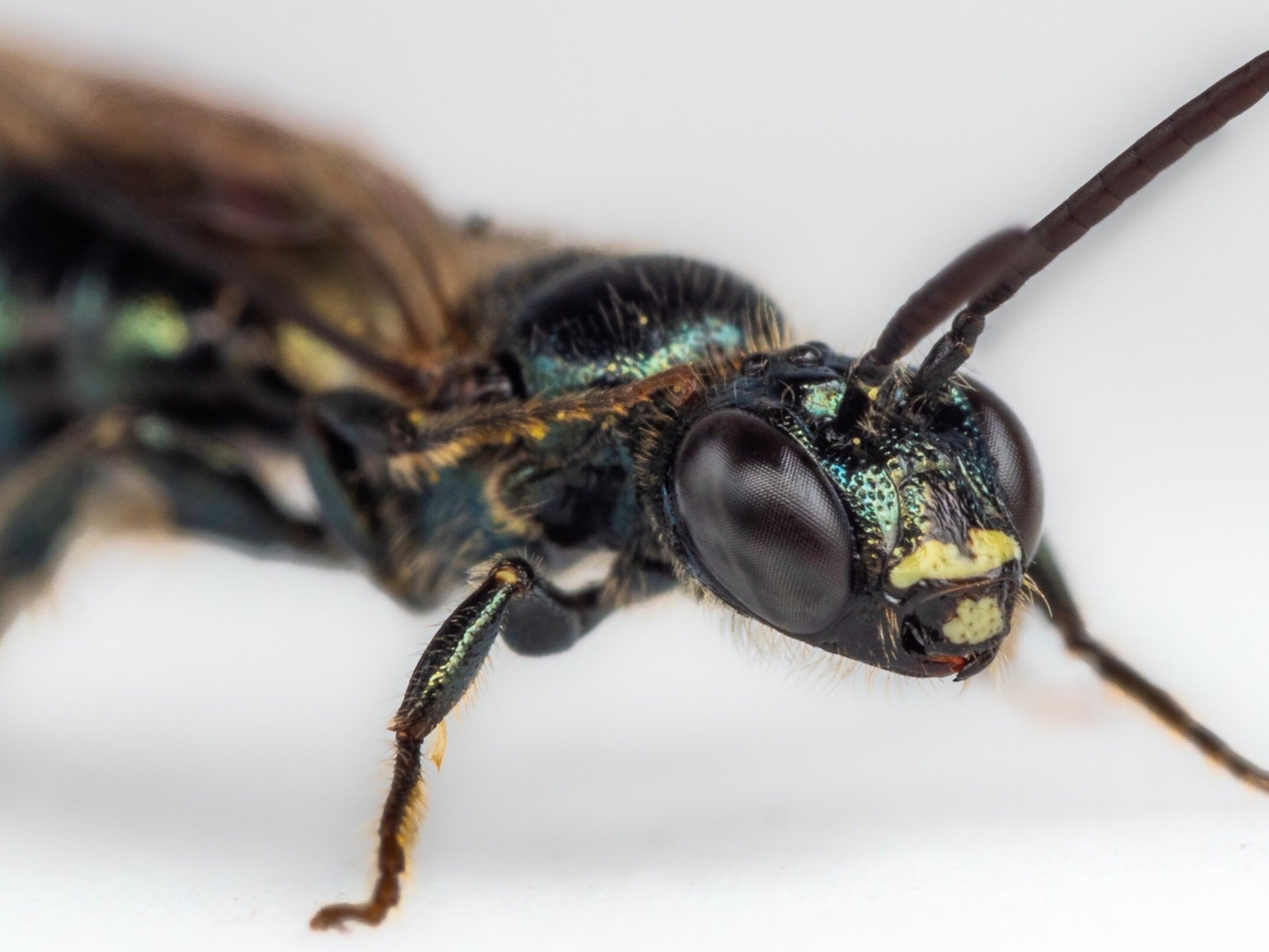 Bee Spotlight: Small Carpenter Bee - by Bee & Bloom