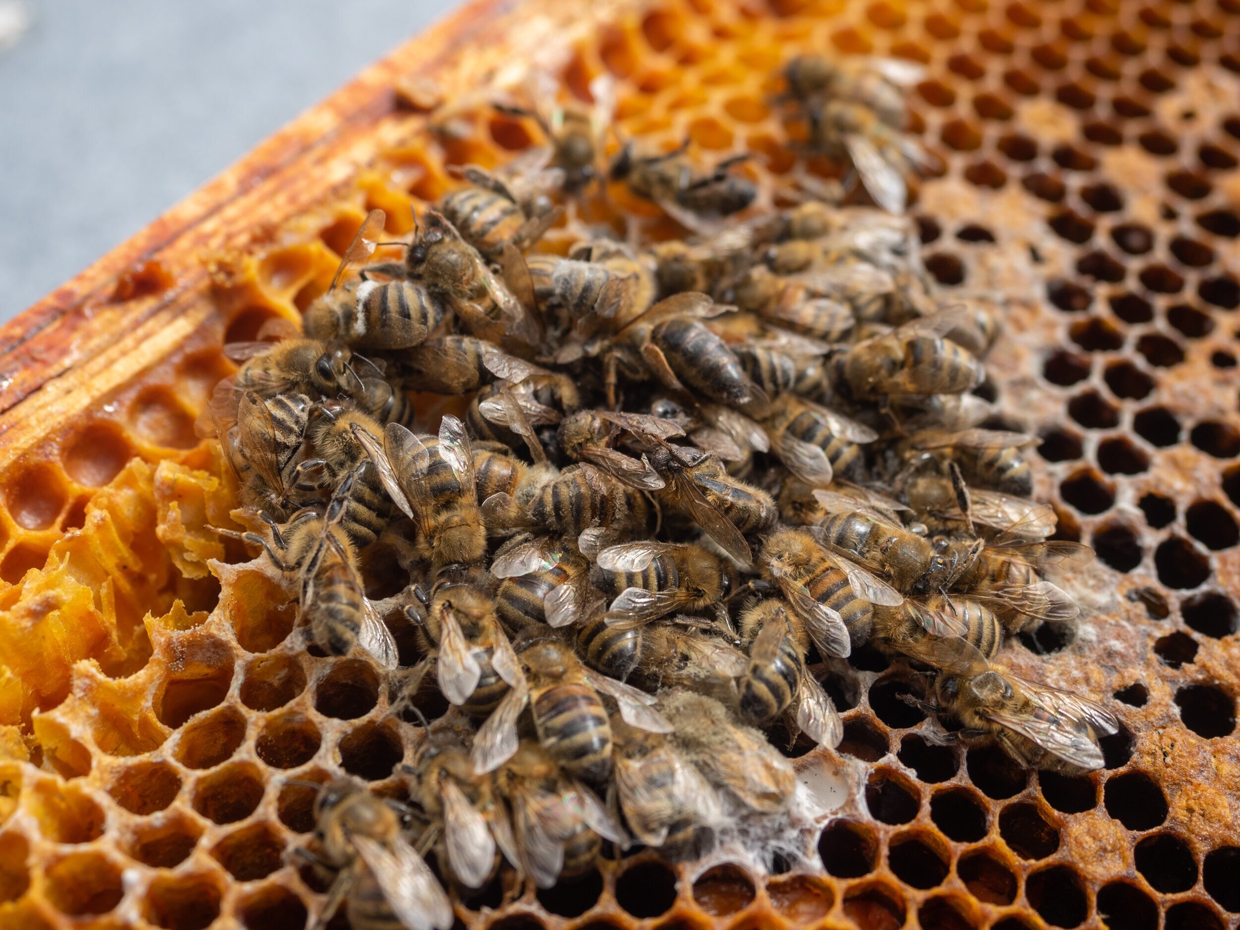 How do bees make honey?, Just Bee Blog