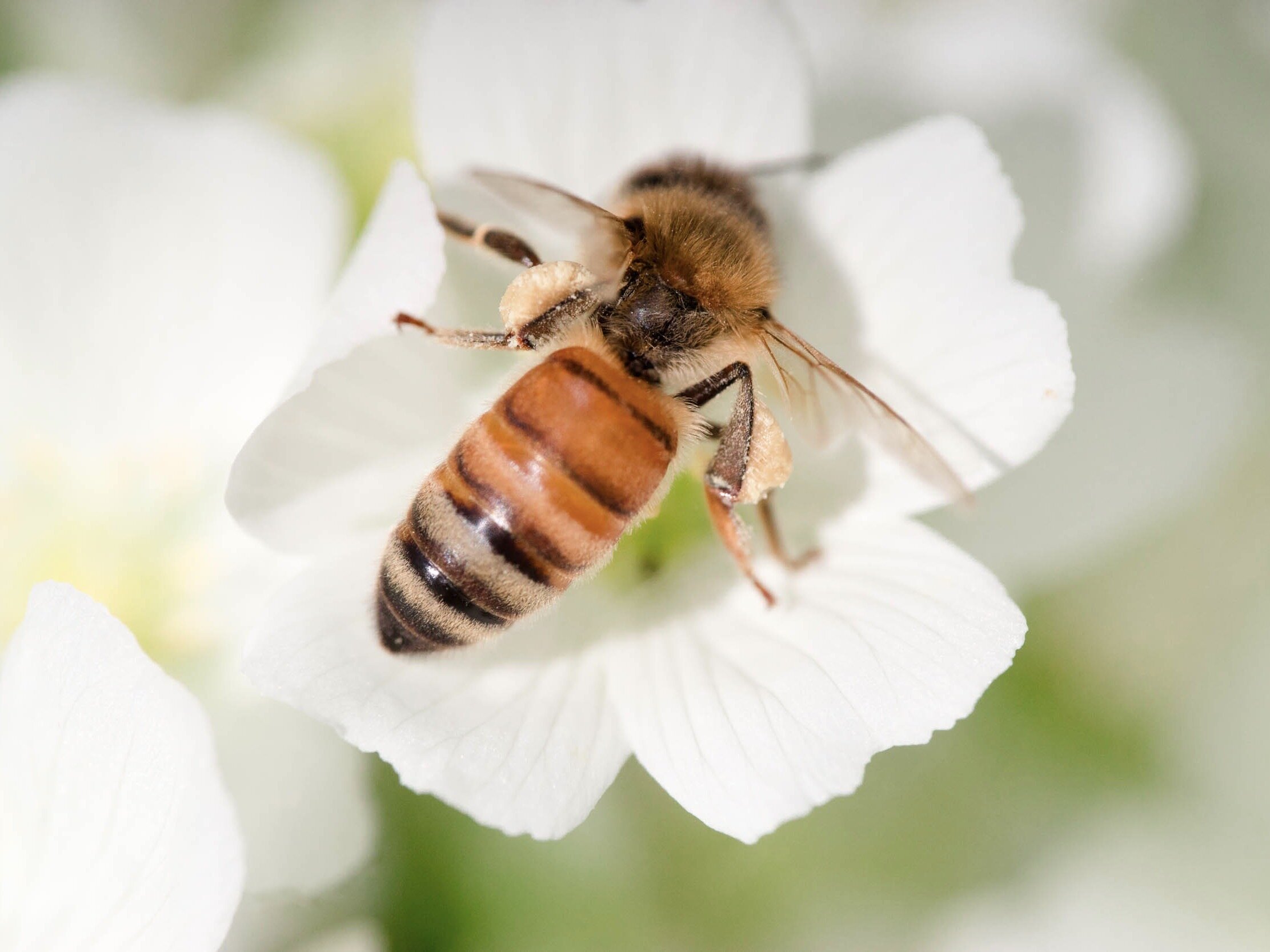 Bee & Bloom — It’s the Bees’ Needs: Spring Planting for Bees