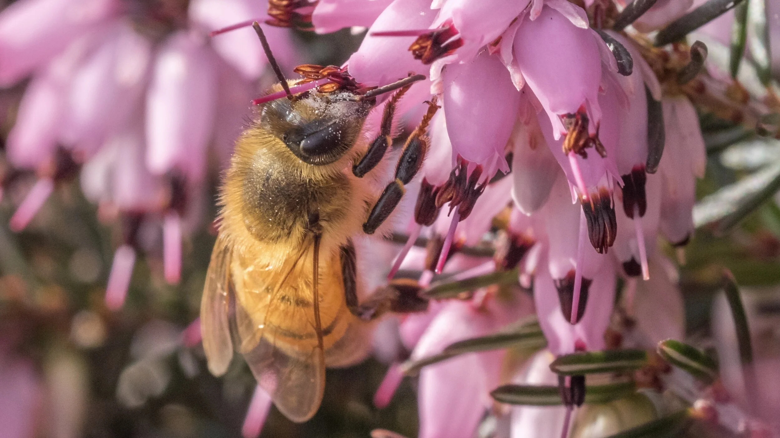 It’s the Bees’ Needs Spring Planting for Bees — Bee & Bloom