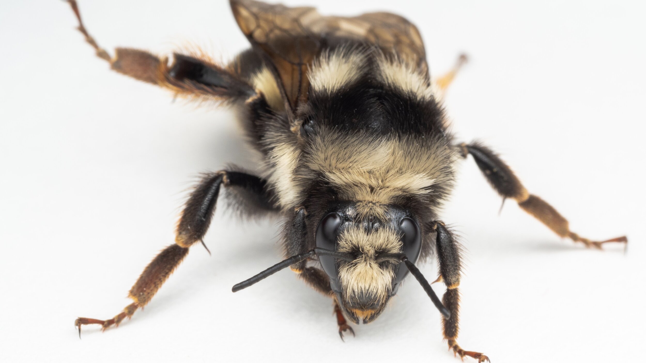 Bee Spotlight Blacknotched Bumblebee — Bee & Bloom