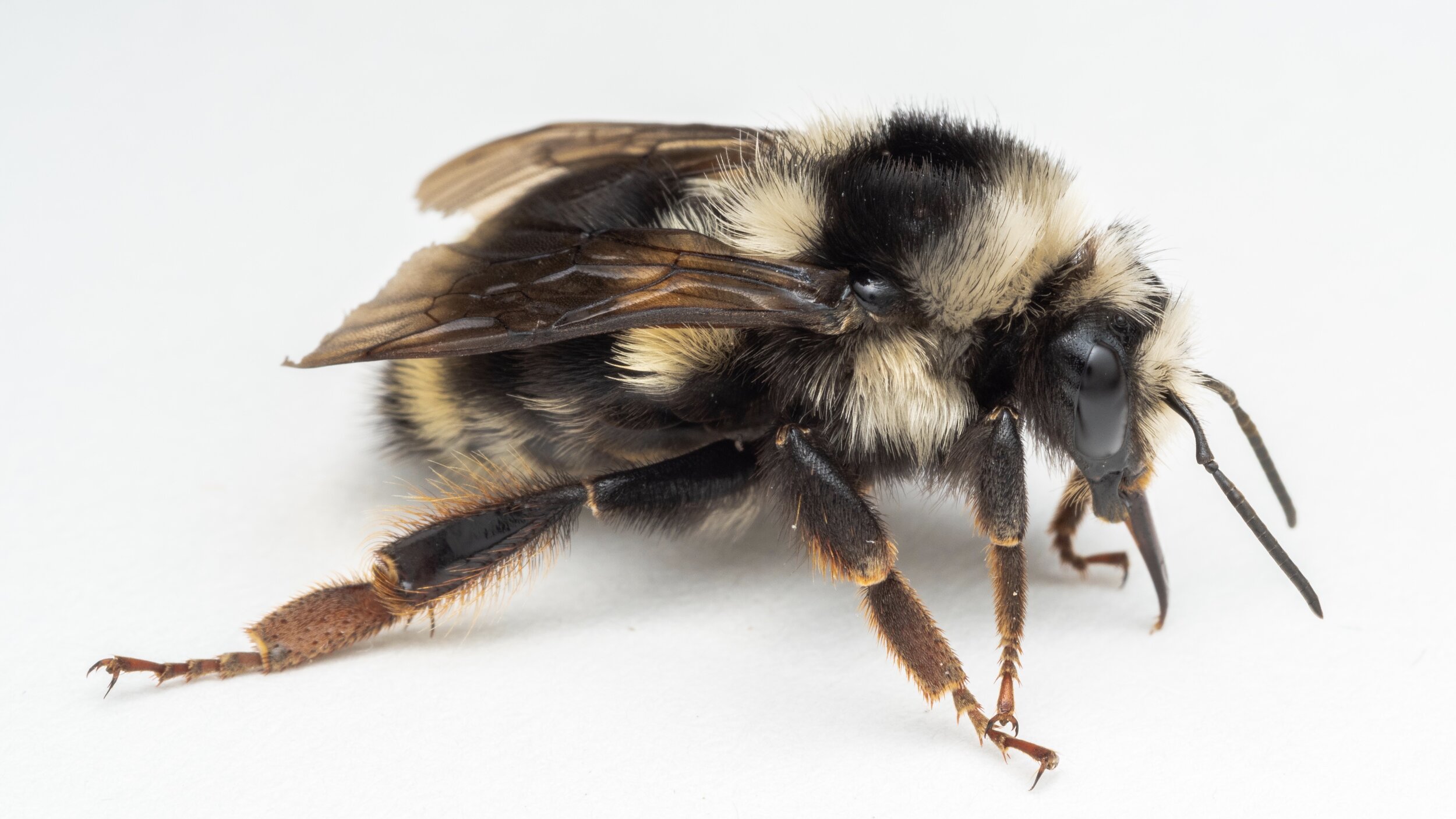 Bumble Bee Medium 