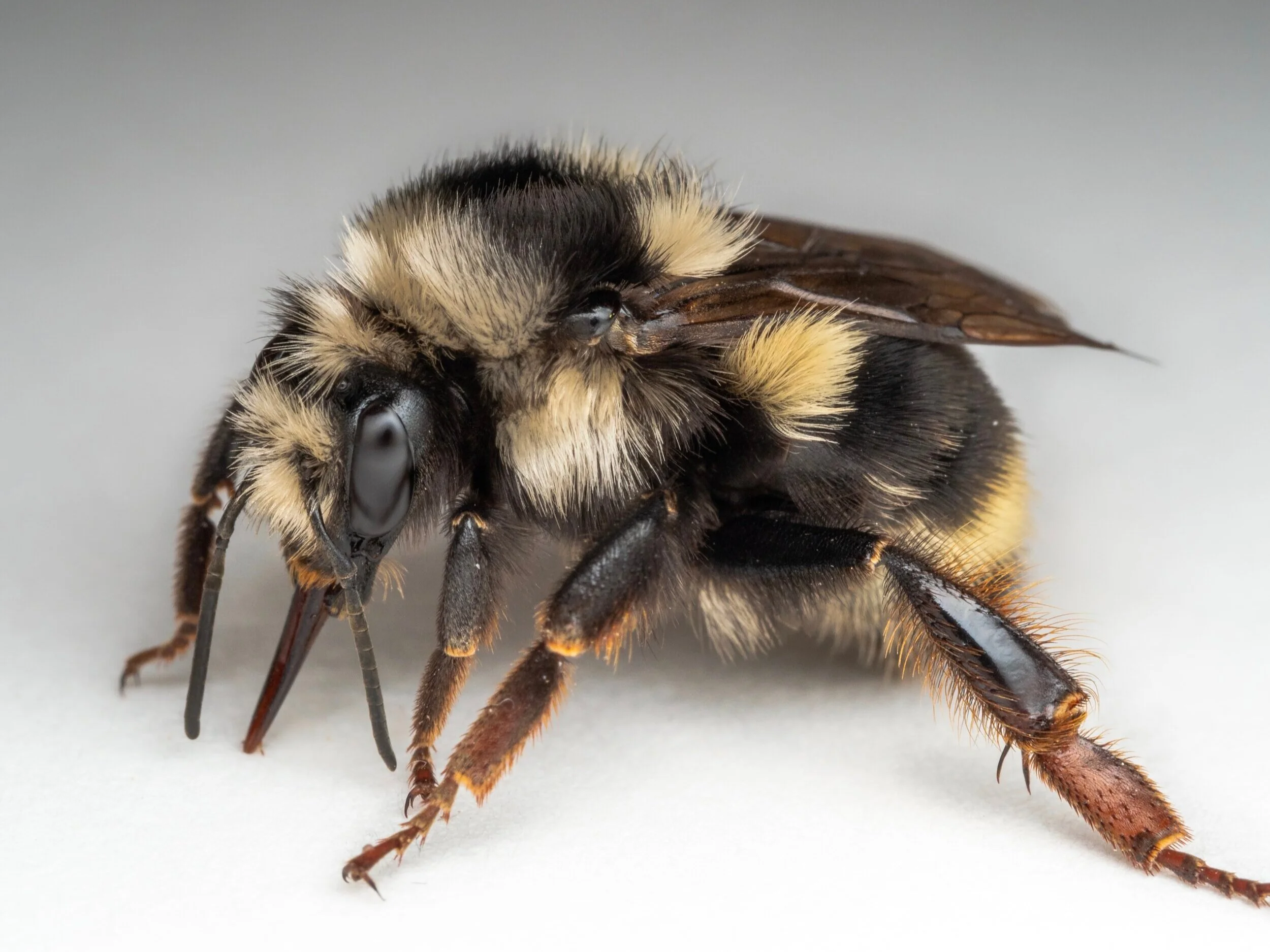 Bee Spotlight Blacknotched Bumblebee — Bee & Bloom