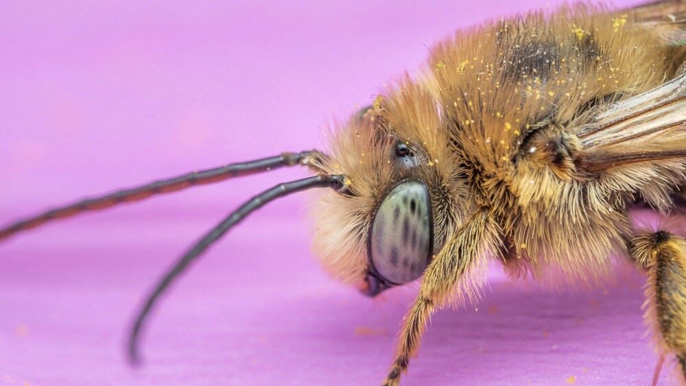 Bee Spotlight Longhorned Bee — Bee & Bloom