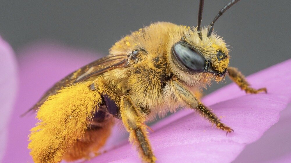 Bee Spotlight Longhorned Bee — Bee & Bloom