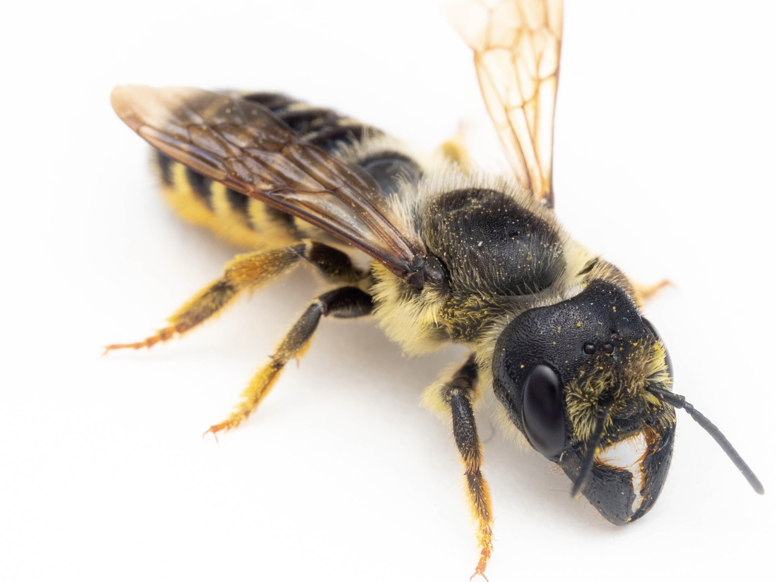 Bee Spotlight: Pugnacious Leafcutter Bee - by Bee & Bloom