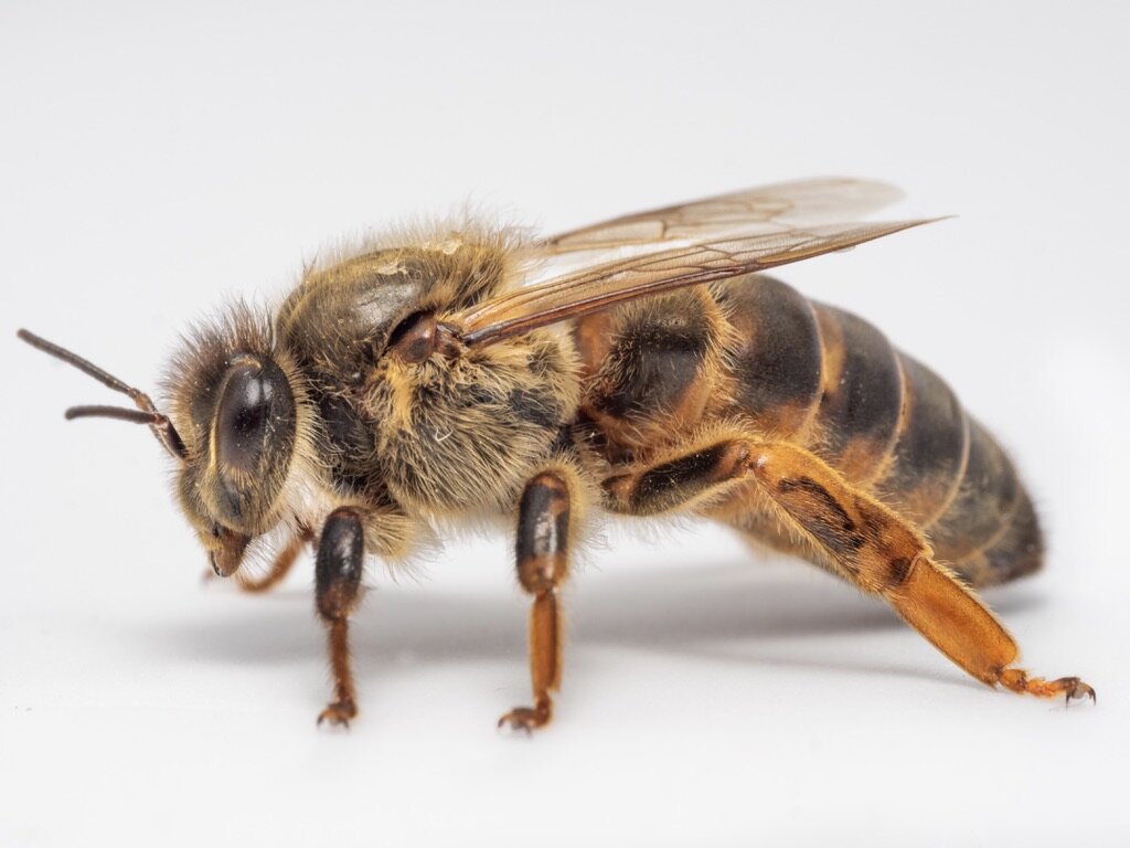 Bee Spotlight: Honey Bee Worker — Bee & Bloom