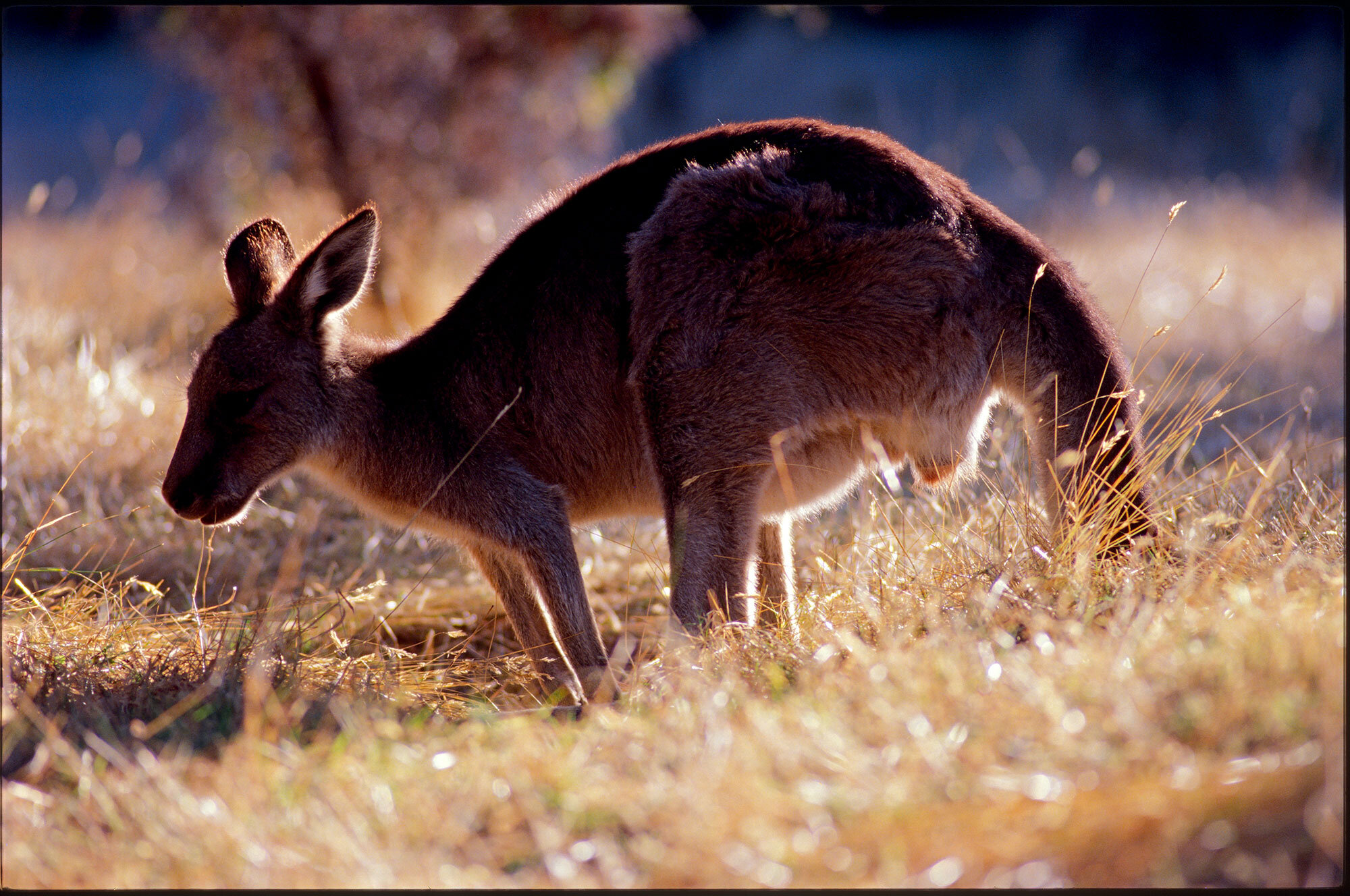 buchan, victoria 1998