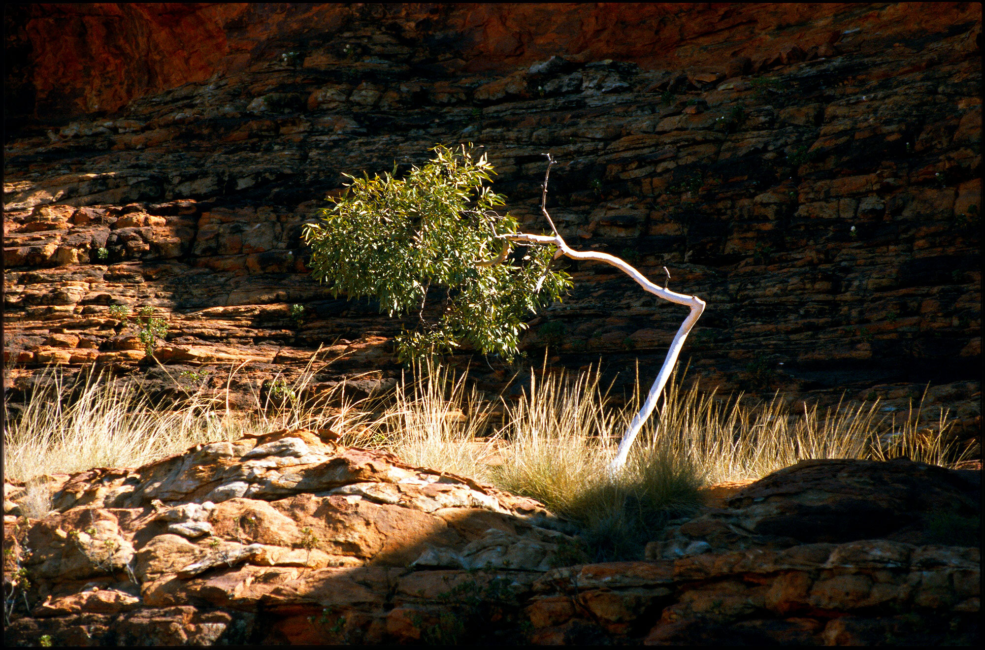 take a bough, king's canyon, northern territory 2002