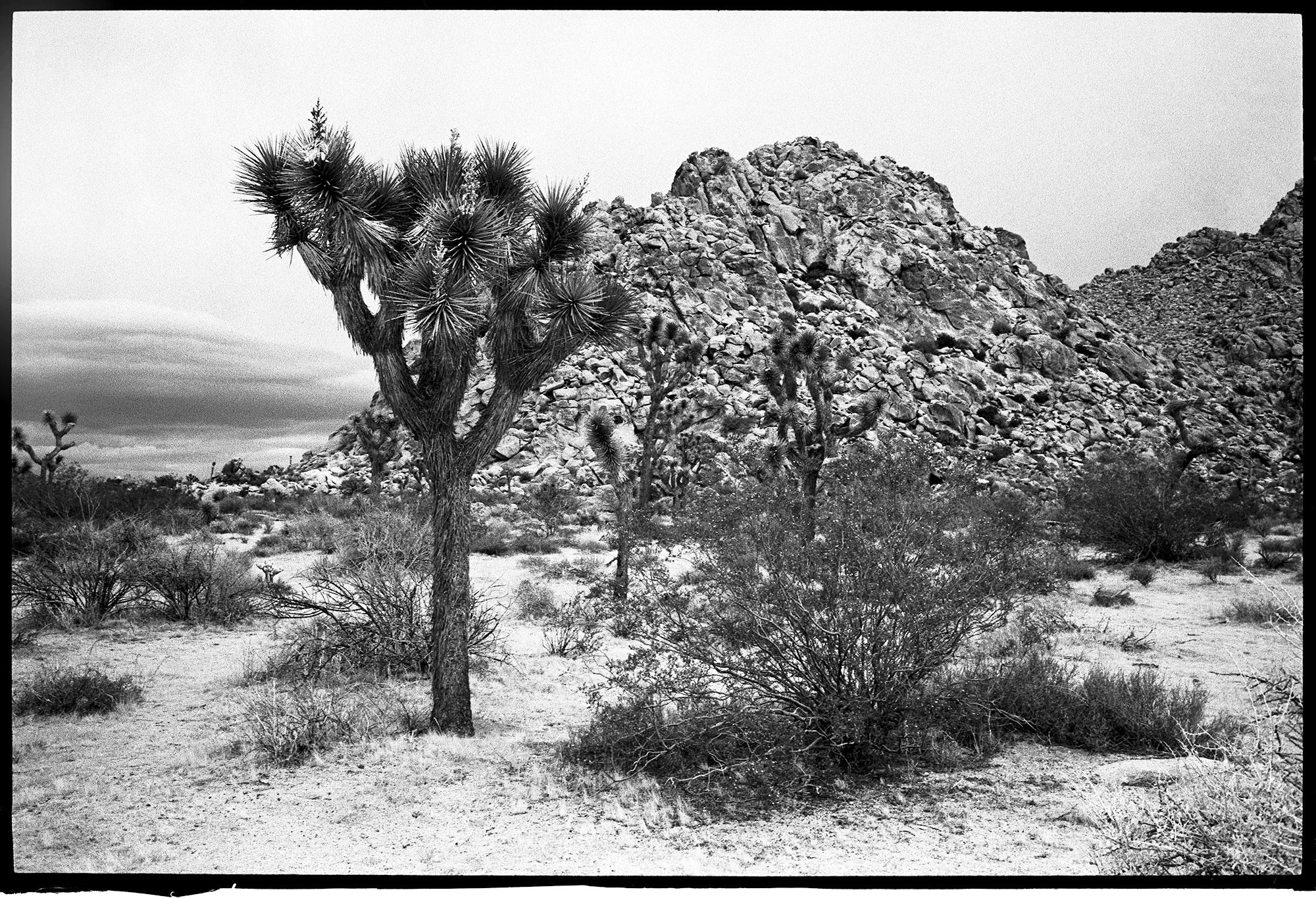 joshua tree np 2023