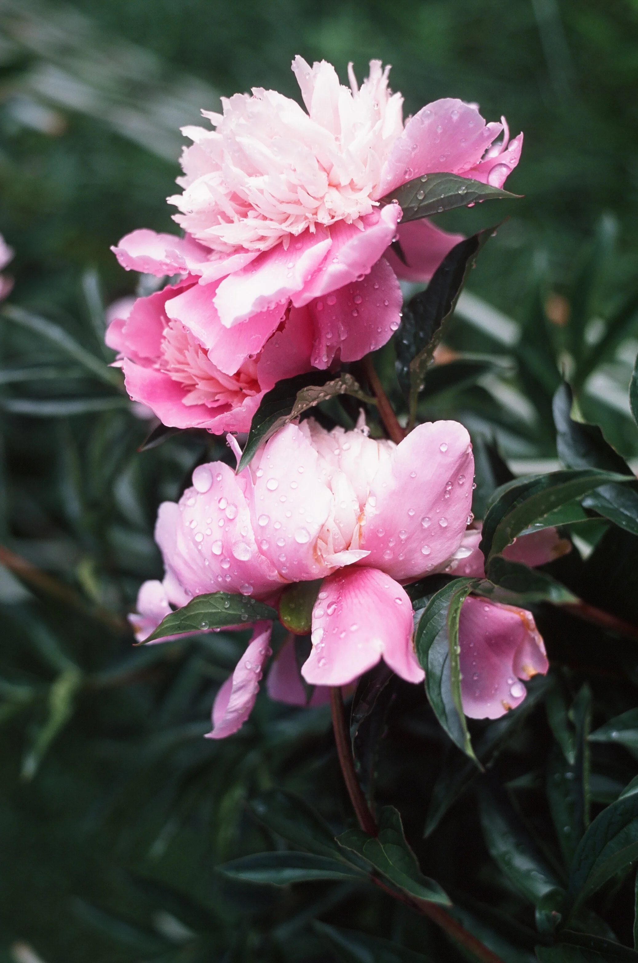 Floral, Flowers, Nature