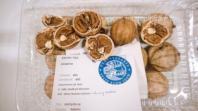 At the end of the year all the nut growers from around PA get together at the Pennsylvania Farm Show to compete for the best quality nuts for the blue ribbon. Prize nuts are brought in from all over the state including hickory, walnut, heart nut, but