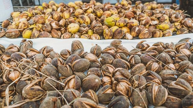 Bob Seip&rsquo;s endless piles of drying hickory nuts. His daughter said you can always hear him cracking nuts on winter nights. .
.
.
.
.
#hickorynut #nuttree #nuts #agroforestry #forest #gather #woodlanders