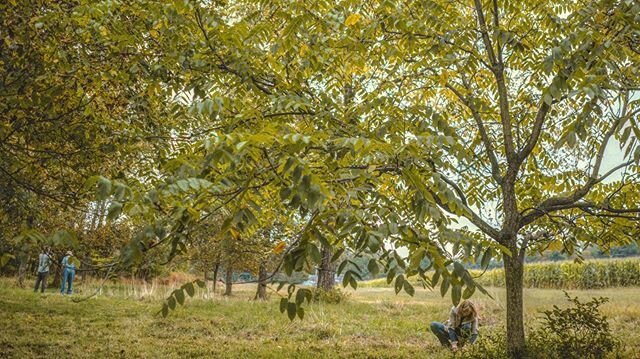 We spent the late October afternoon gathering hundreds of hickory nuts, walnuts and butter nuts with Bob, his daughter and their friend Louise who helps run the Northern Nut Growers Association. Bob continues to grow large acres of sweet corn but man