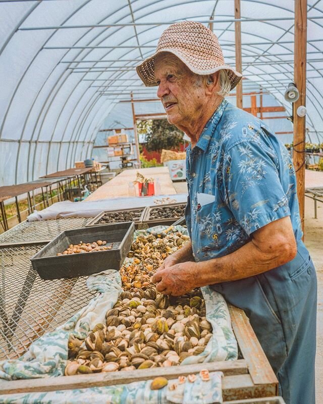 Bob Seip is another nut legend we got to spend time with in October who has been gathering nuts on his family farm for almost a century! He told us stories of how hickories and walnuts were important foods for his parents during the great depression 
