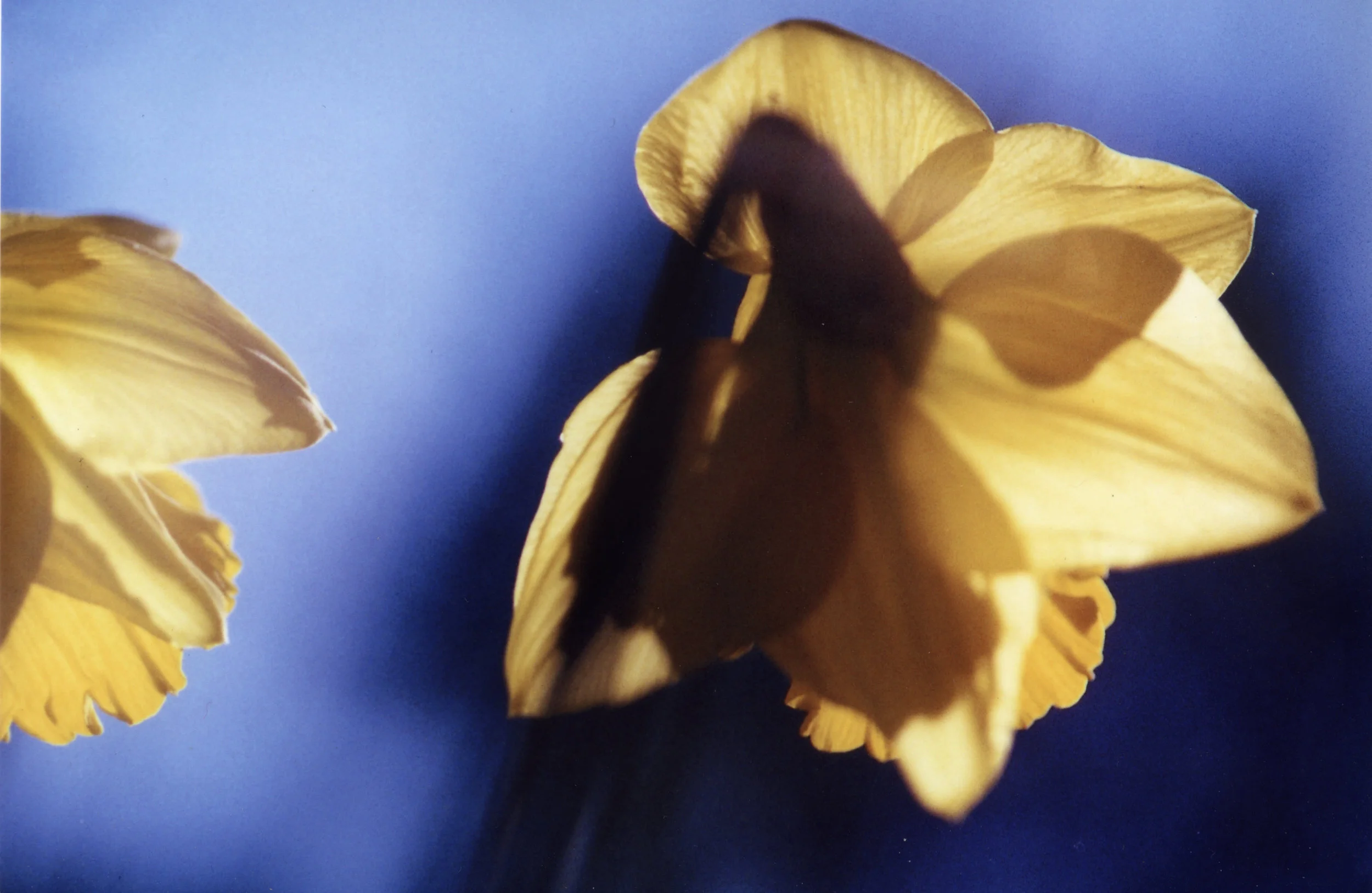 daffodils edited.jpg