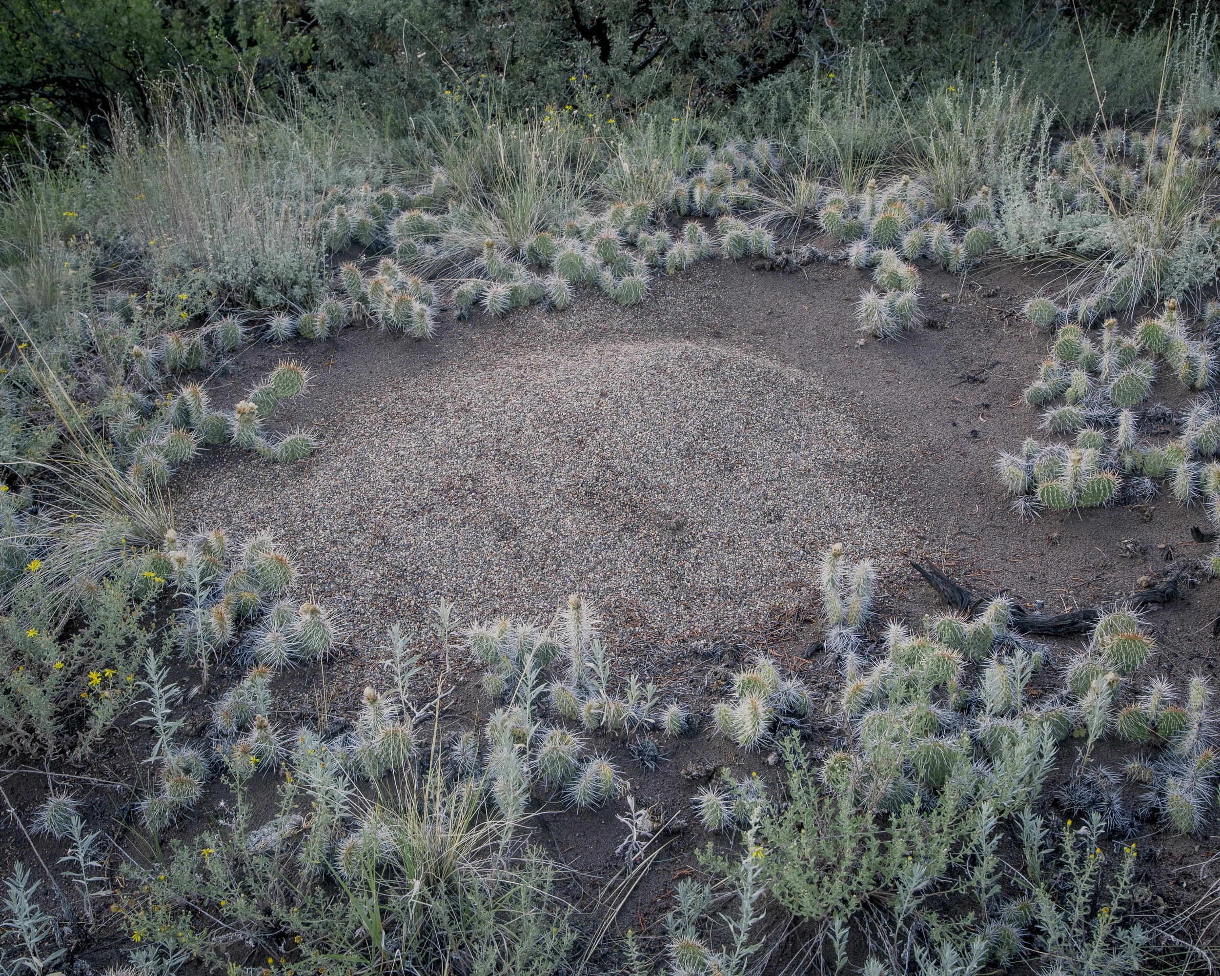  Ant hill with cacti. 