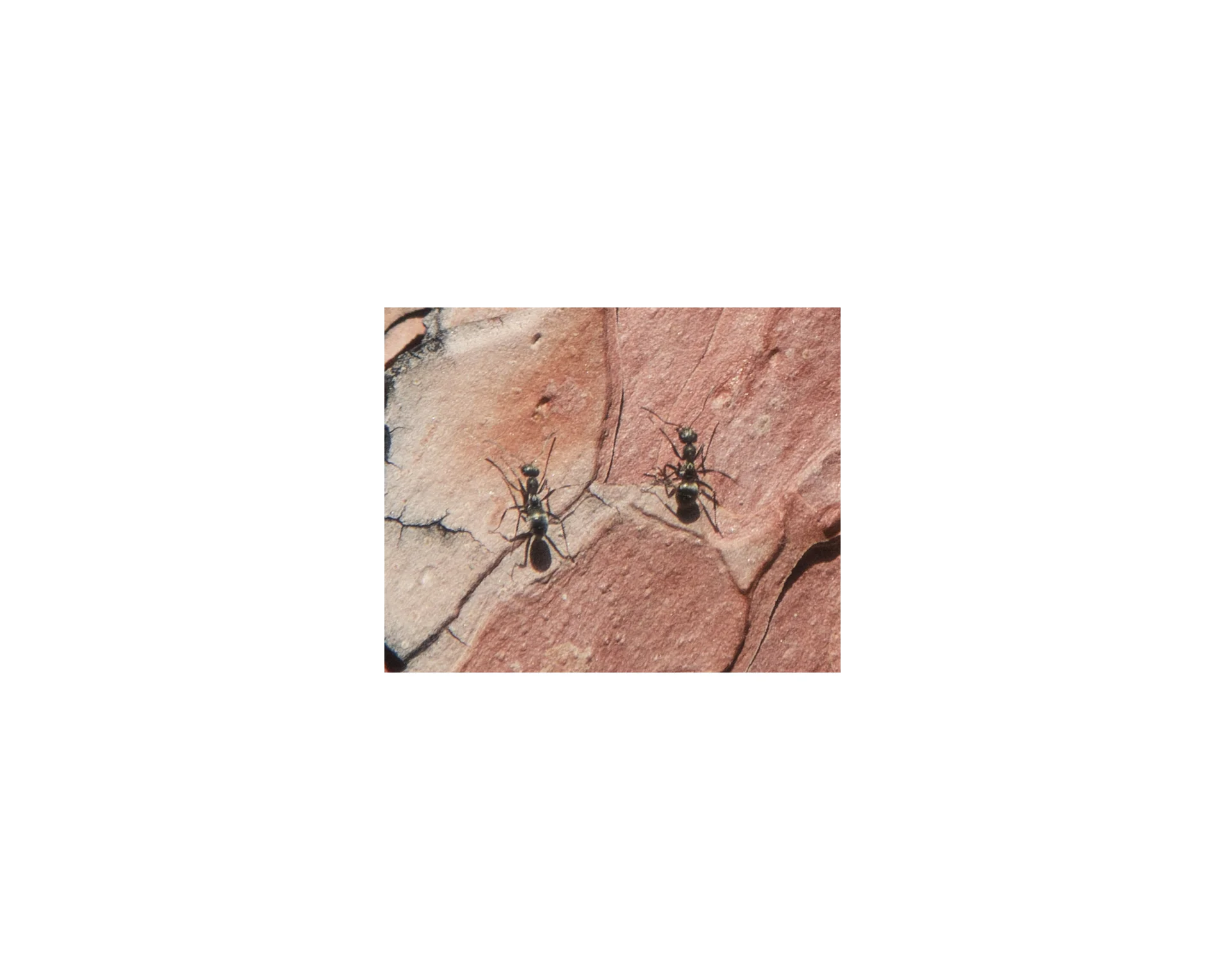 Once underground, it is said that the Hopi people would be cared for by “ant people” for several generations until it was safe to emerge and re-populate the new world. 