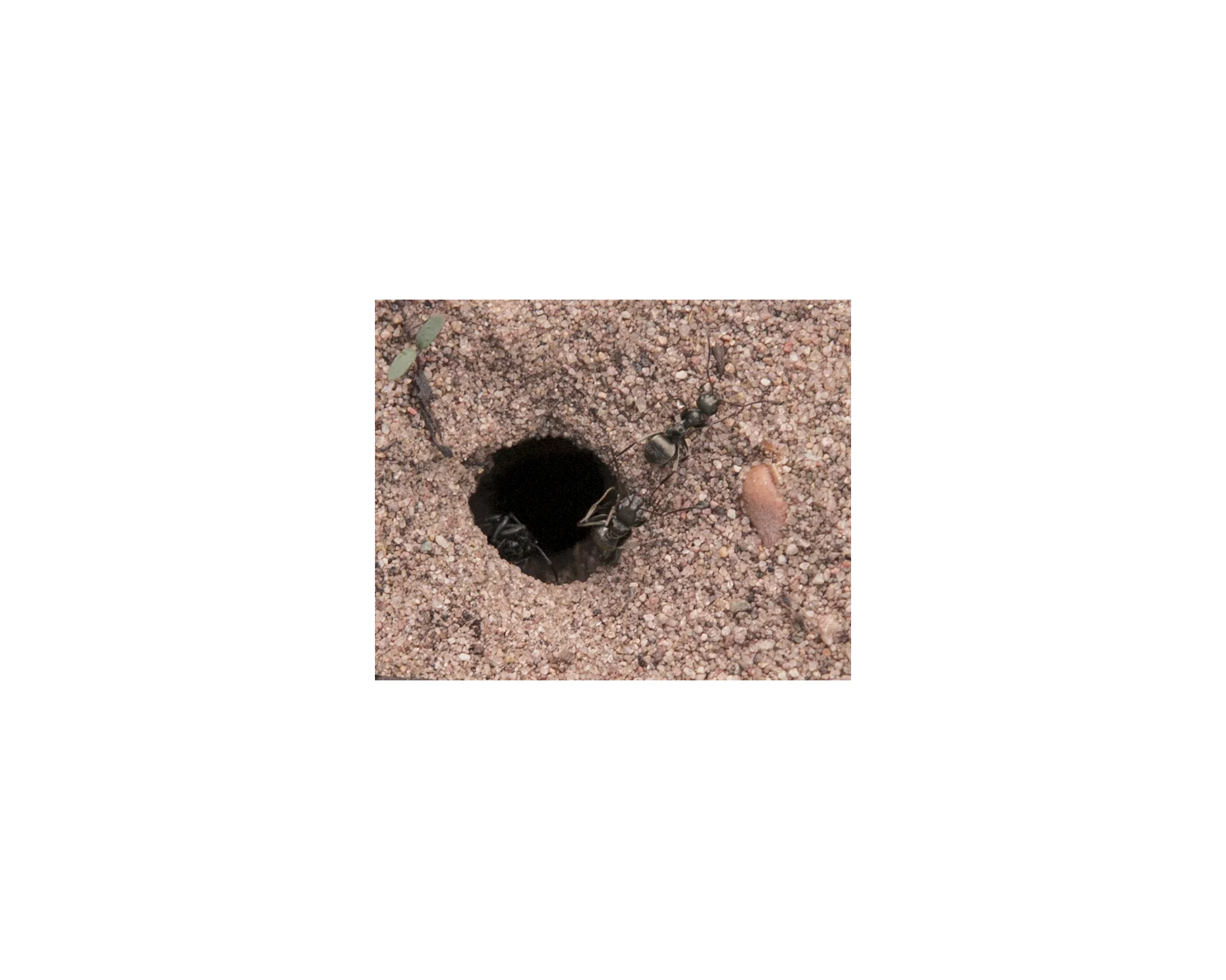 According to the Hopi tribe, the San Luis Lakes were the location of the "sipapu," a Hopi word in this case referring to the place of refuge during the apocalypse. In Hopi pueblos, a kiva is a room used by the tribe for religious rituals. They are walled, subterranean rooms that also serve as a representation of their cosmos. In the floor of each kiva is a small but deep hole called the “sipapu". The San Luis valley resembles a kiva in many ways, and the San Luis Lakes act as the sipapu of the valley.