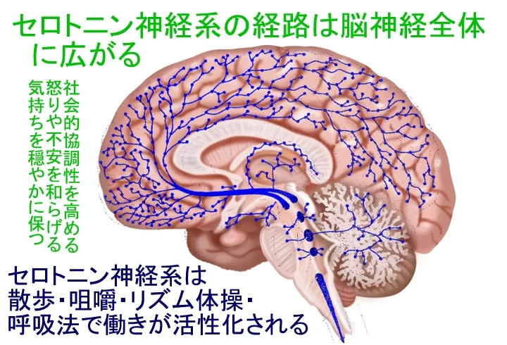 cerotonin01.jpg